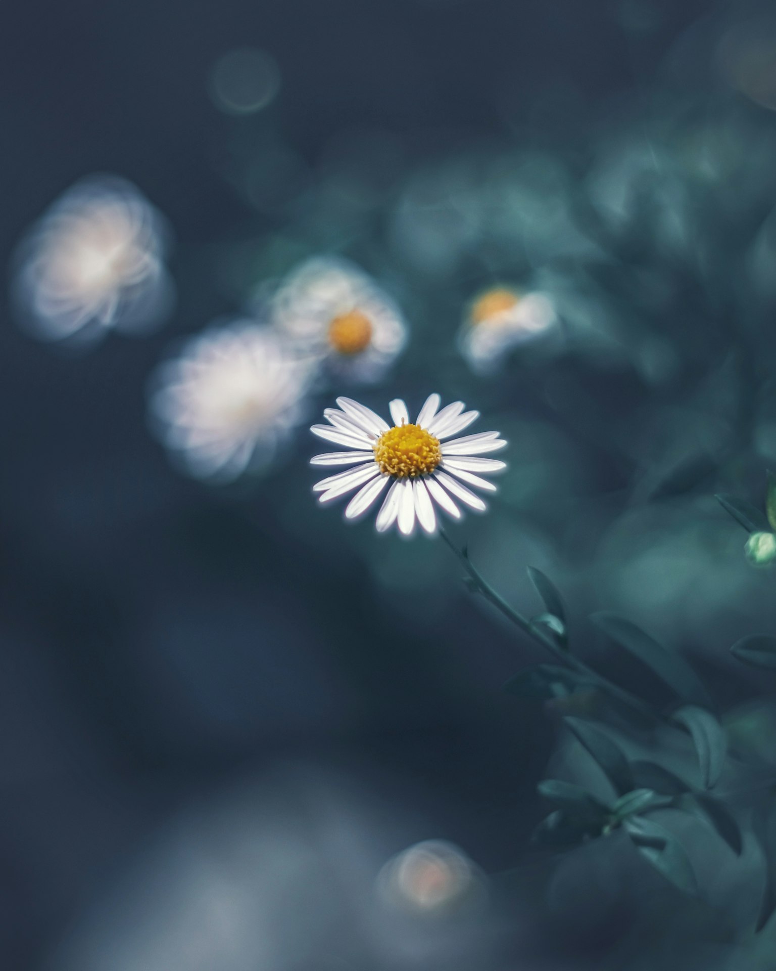 Nahaufnahme einer weißen Margeritenblume vor blauem Hintergrund