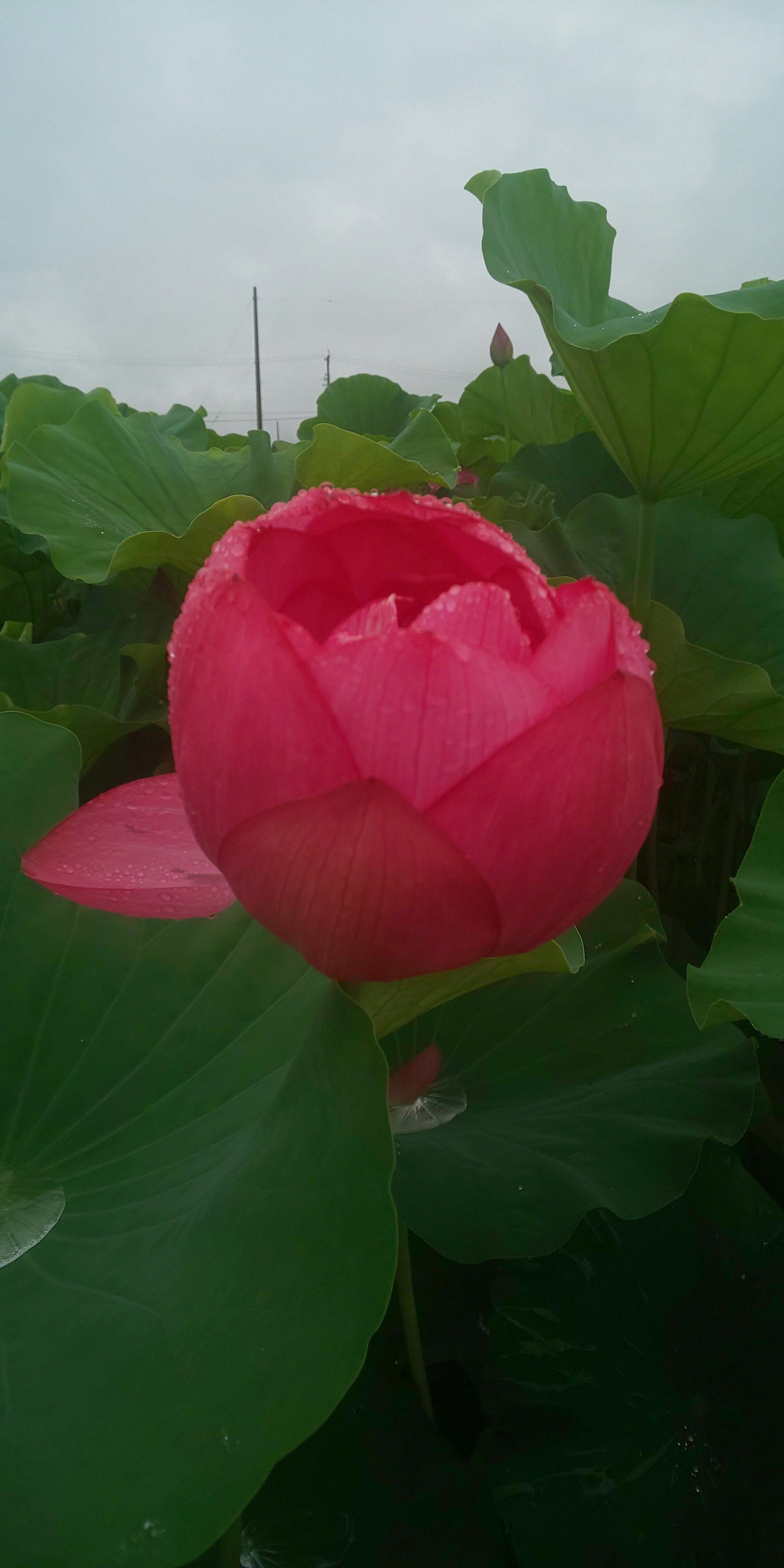 Bellissimo fiore di loto rosa circondato da foglie verdi