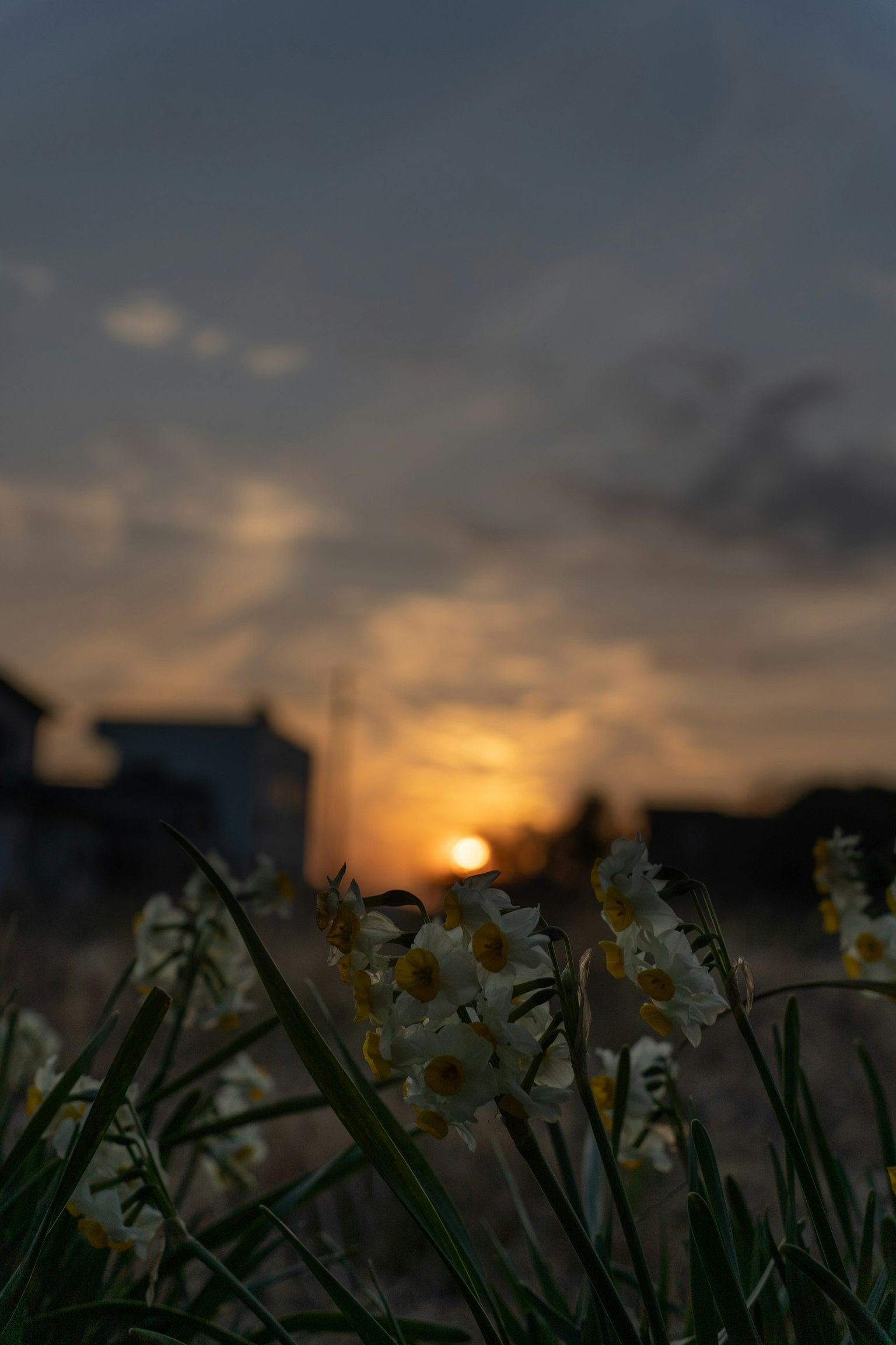 Primer plano de flores con un atardecer de fondo