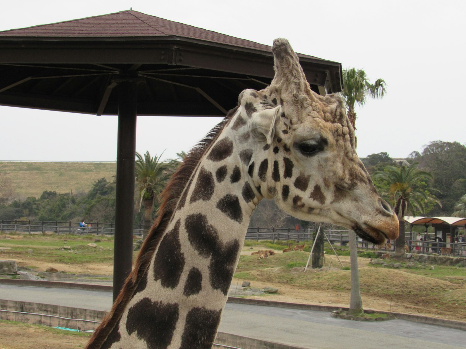 Primo piano della testa di una giraffa con collo inclinato vicino a un padiglione e ambienti naturali