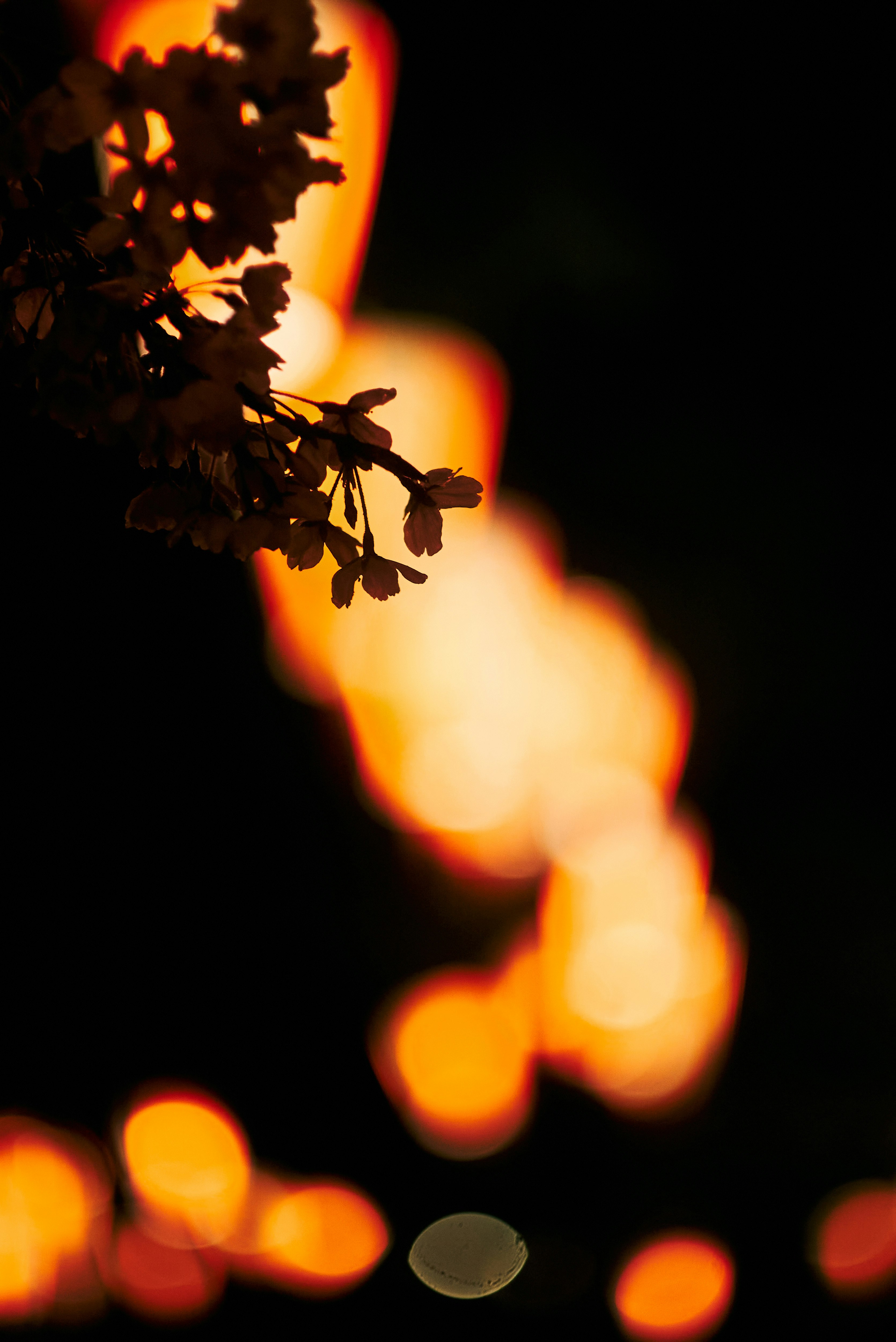 夕暮れの光に照らされた花のシルエット