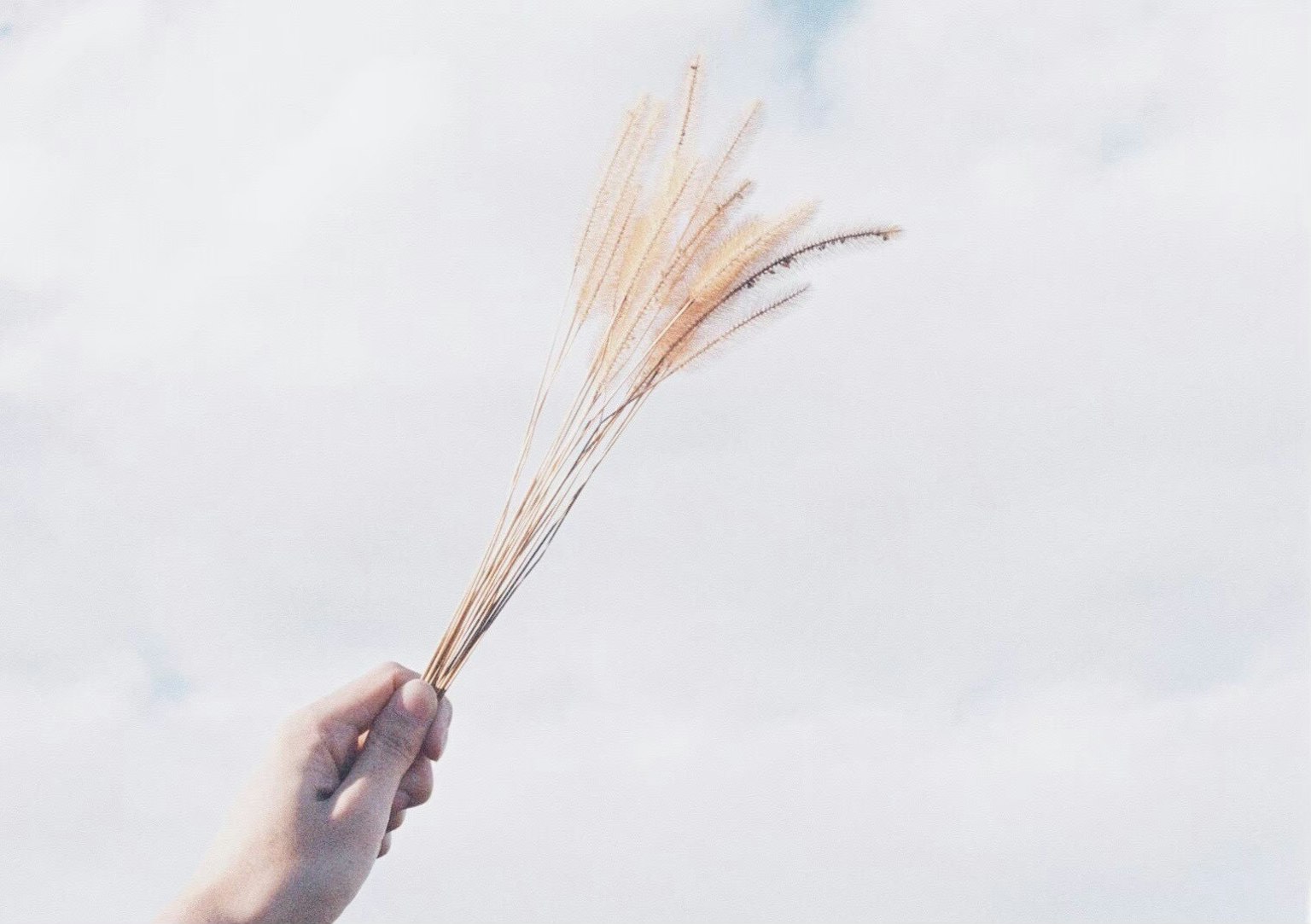 Una mano sosteniendo un manojo de trigo hacia el cielo