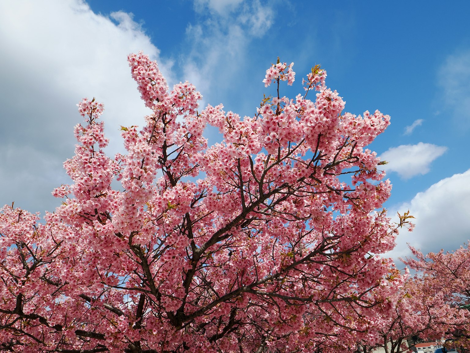 Albero di ciliegio in fiore sotto un cielo blu