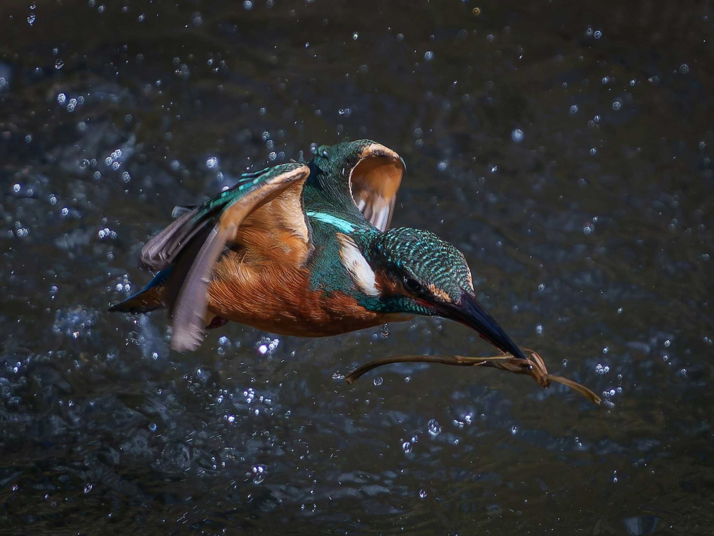 kingfisher mating on the water surface with splashing droplets