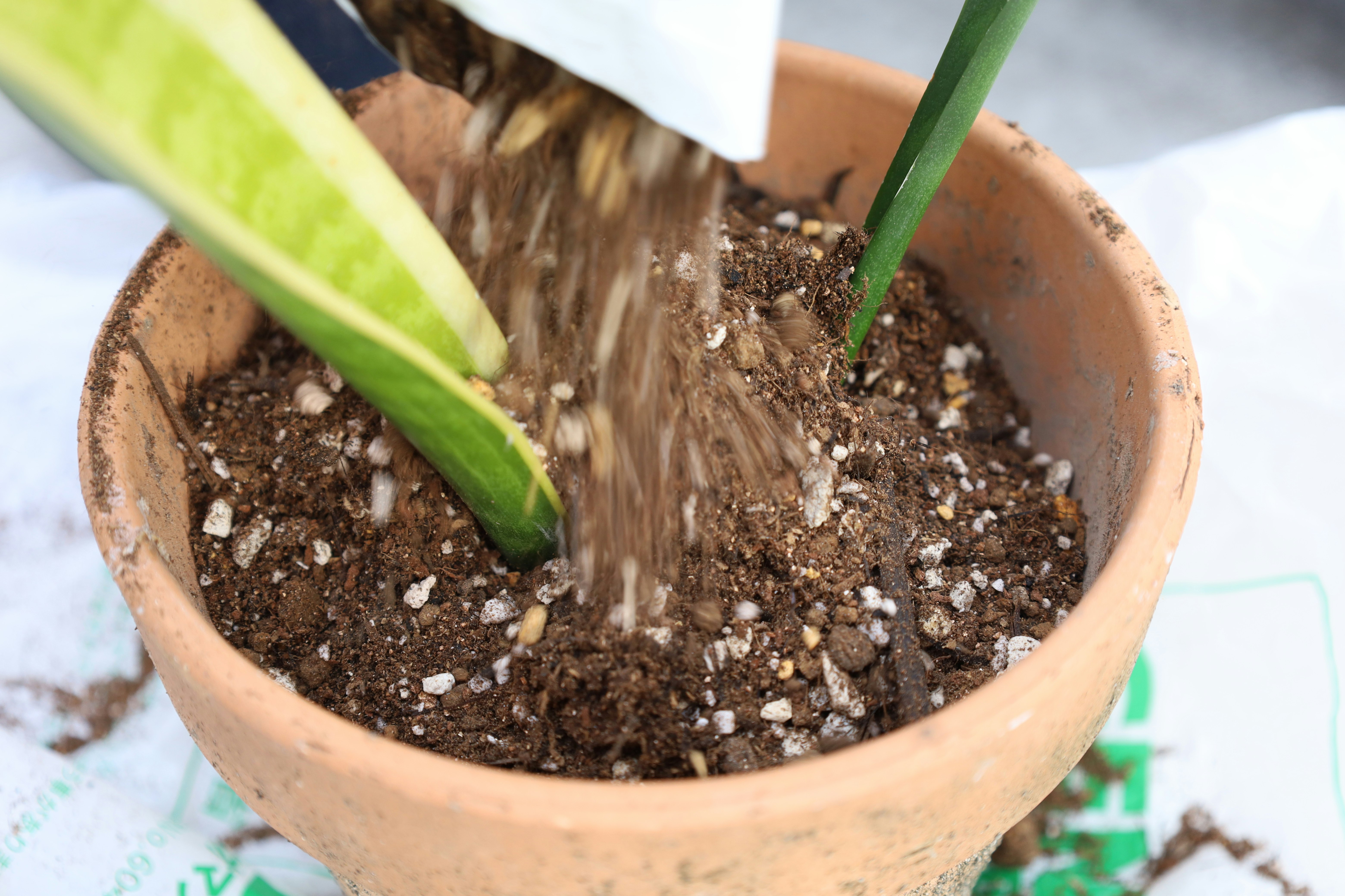 鉢植えの土に苗を植える手元