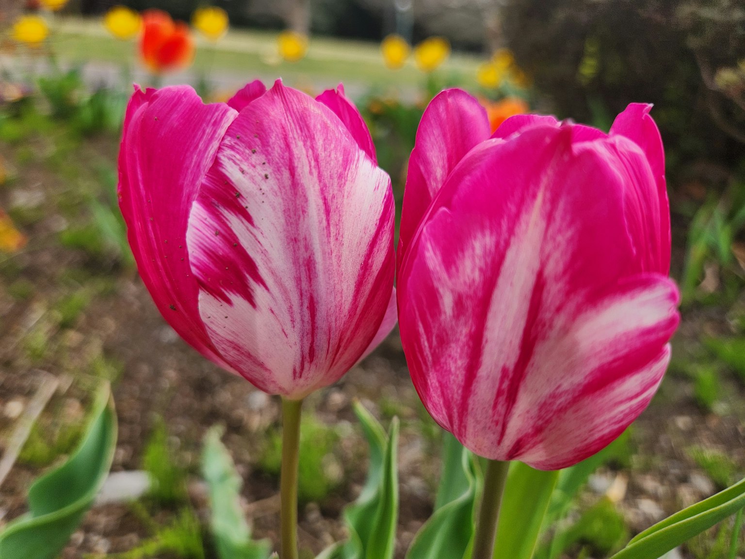 Dua tulip merah muda dan putih bergaris yang cerah berdampingan