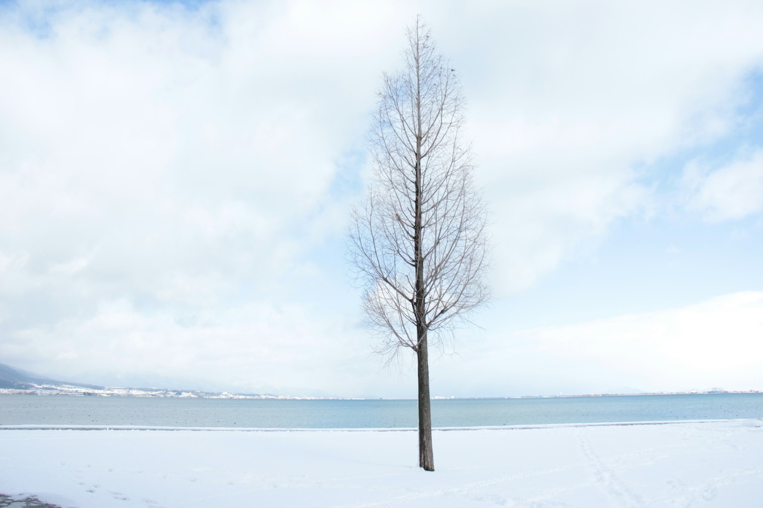 雪覆盖的湖边的一棵孤树