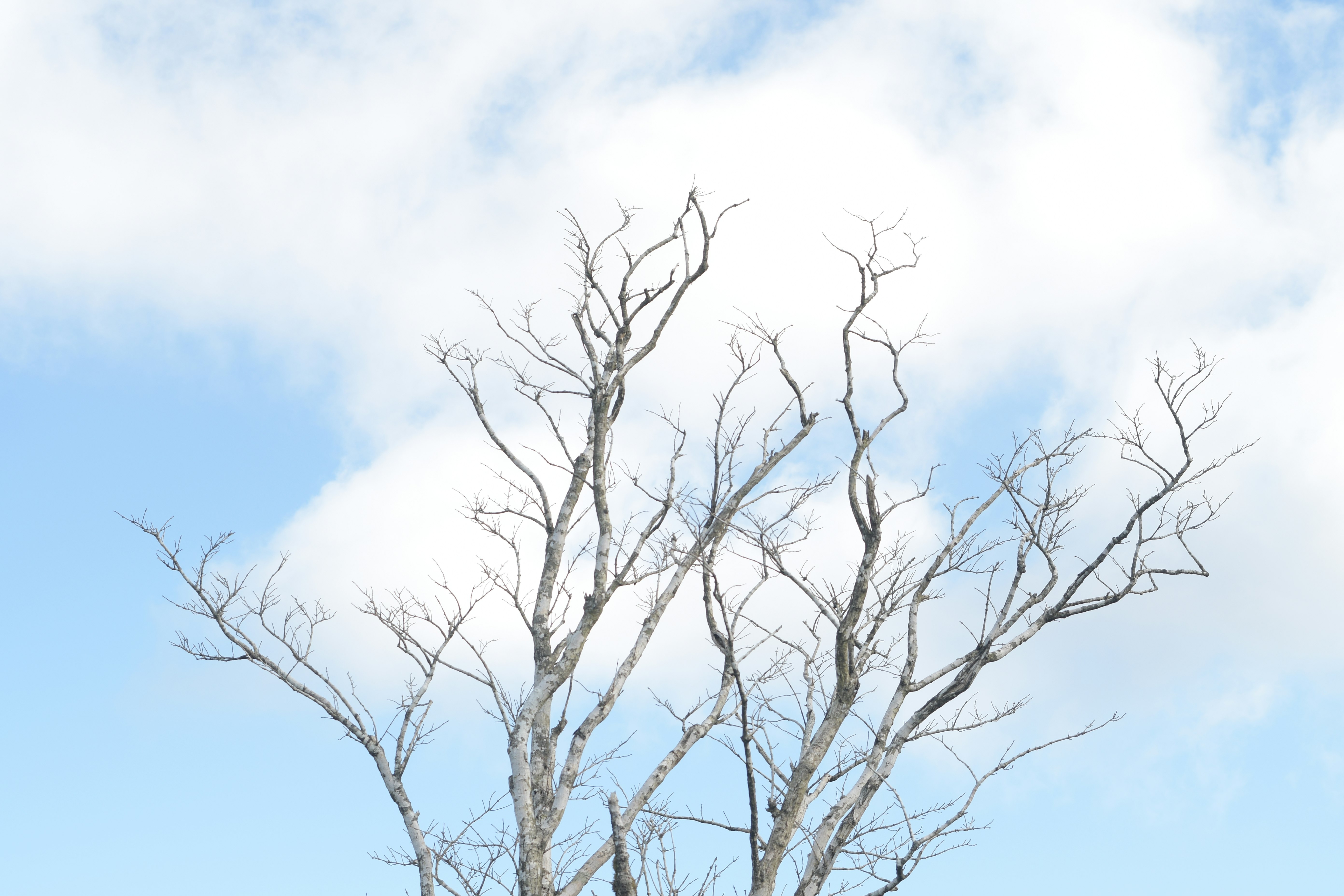 青空の下で枝を広げる枯れ木