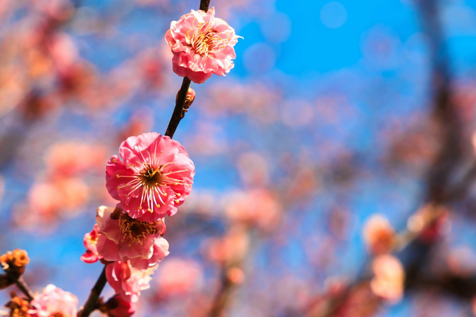 Close-up bunga sakura dengan latar belakang langit biru