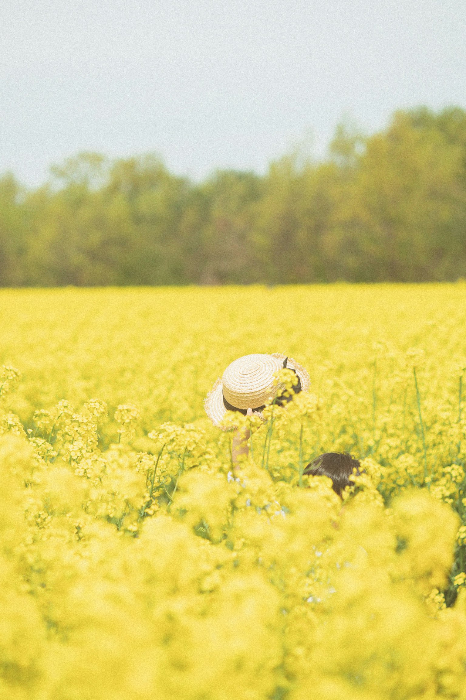 A person wearing a hat stands in a vast field of yellow rapeseed flowers