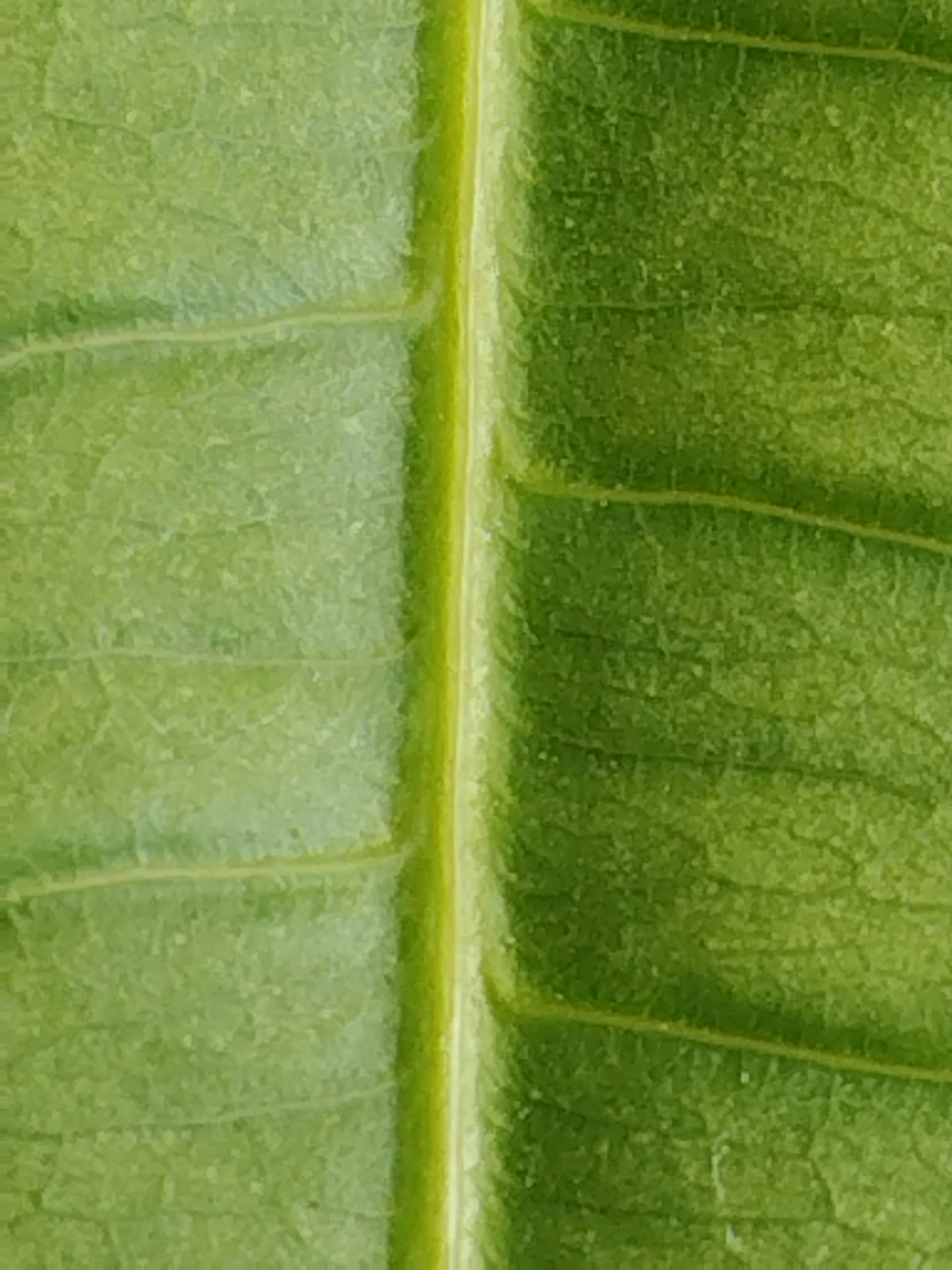 Immagine in primo piano di una foglia verde che mostra le venature e la consistenza
