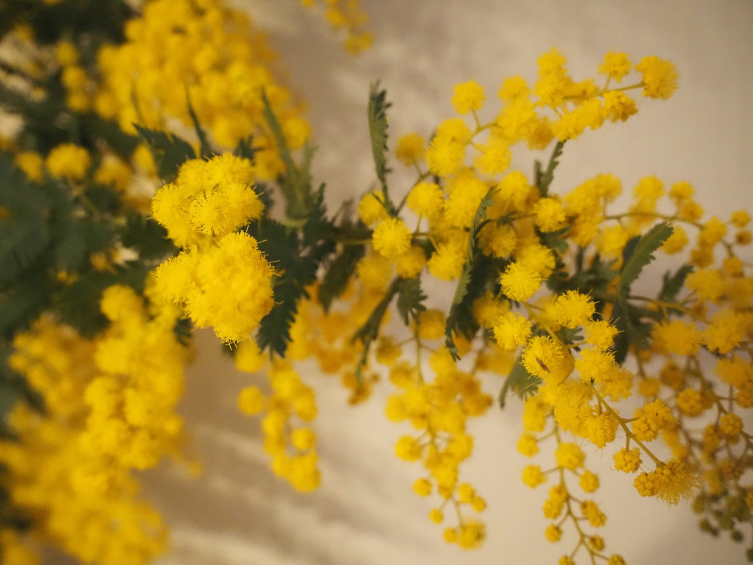 Una rama de flores de mimosa amarillas brillantes contra una pared neutra