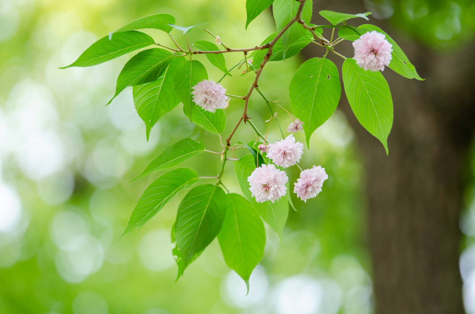 Nhánh cây với lá xanh và hoa hồng nhạt tinh tế