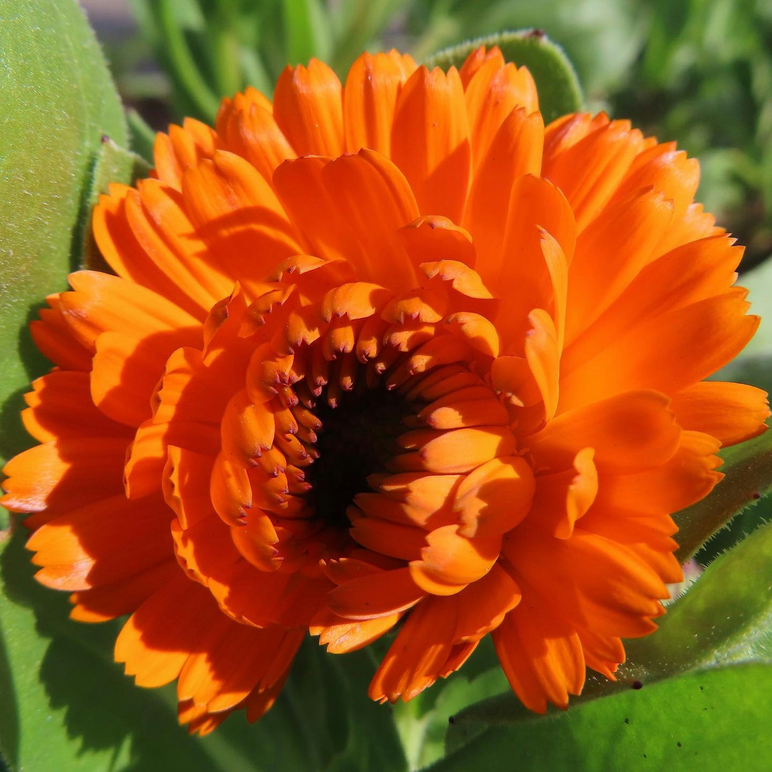 Fleur orange vibrante en pleine floraison