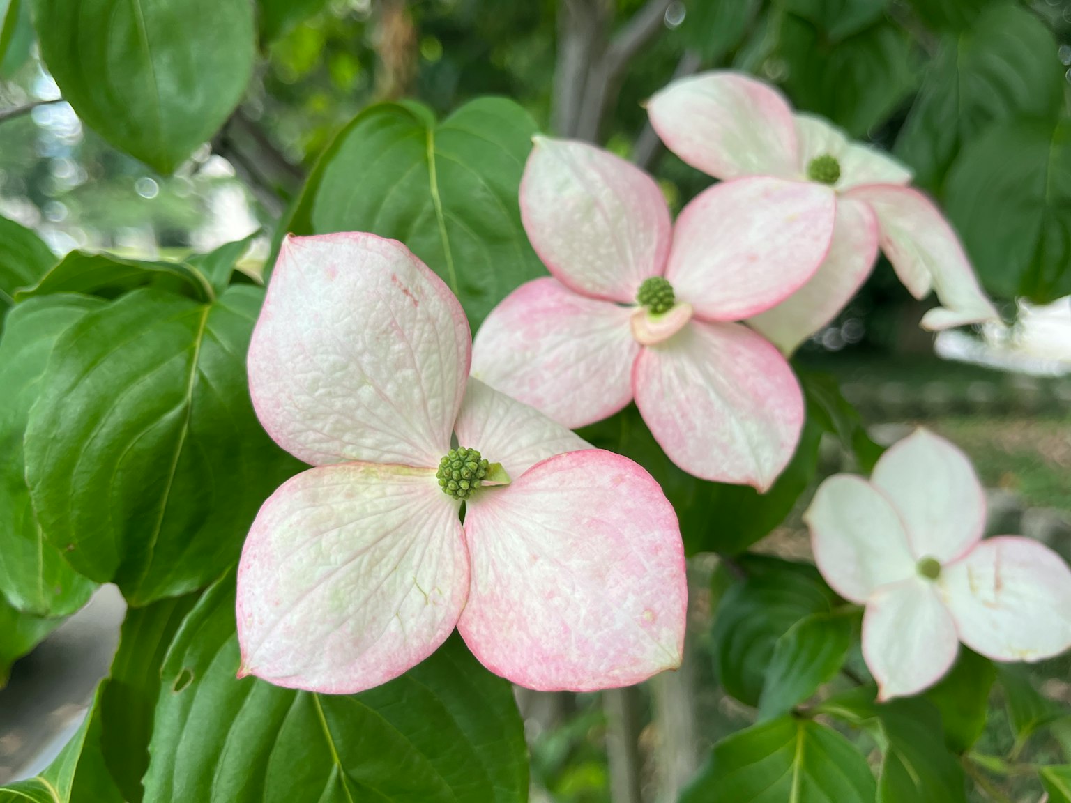 Blüten des Kornelkirschen mit weißen und rosa Blütenblättern umgeben von grünen Blättern