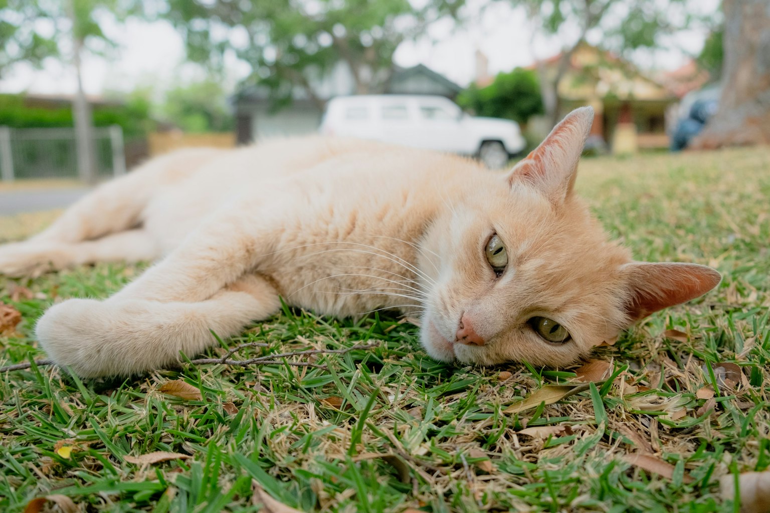 Gatto arancione sdraiato sull'erba
