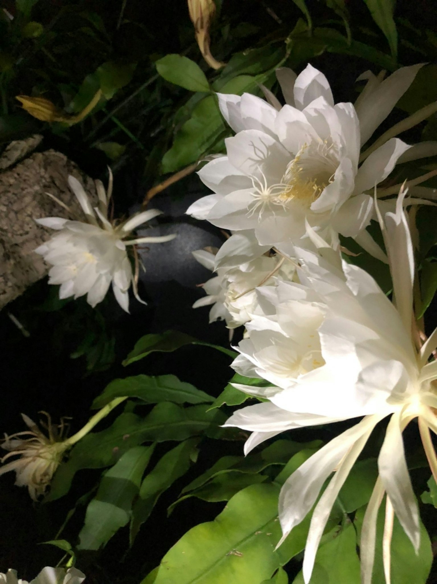 Acercamiento de flores blancas y hojas verdes de una planta
