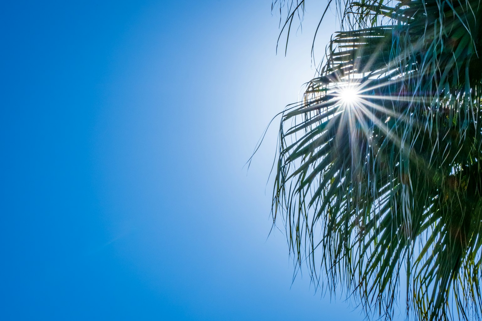 Palm leaves illuminated by sunlight against a clear blue sky