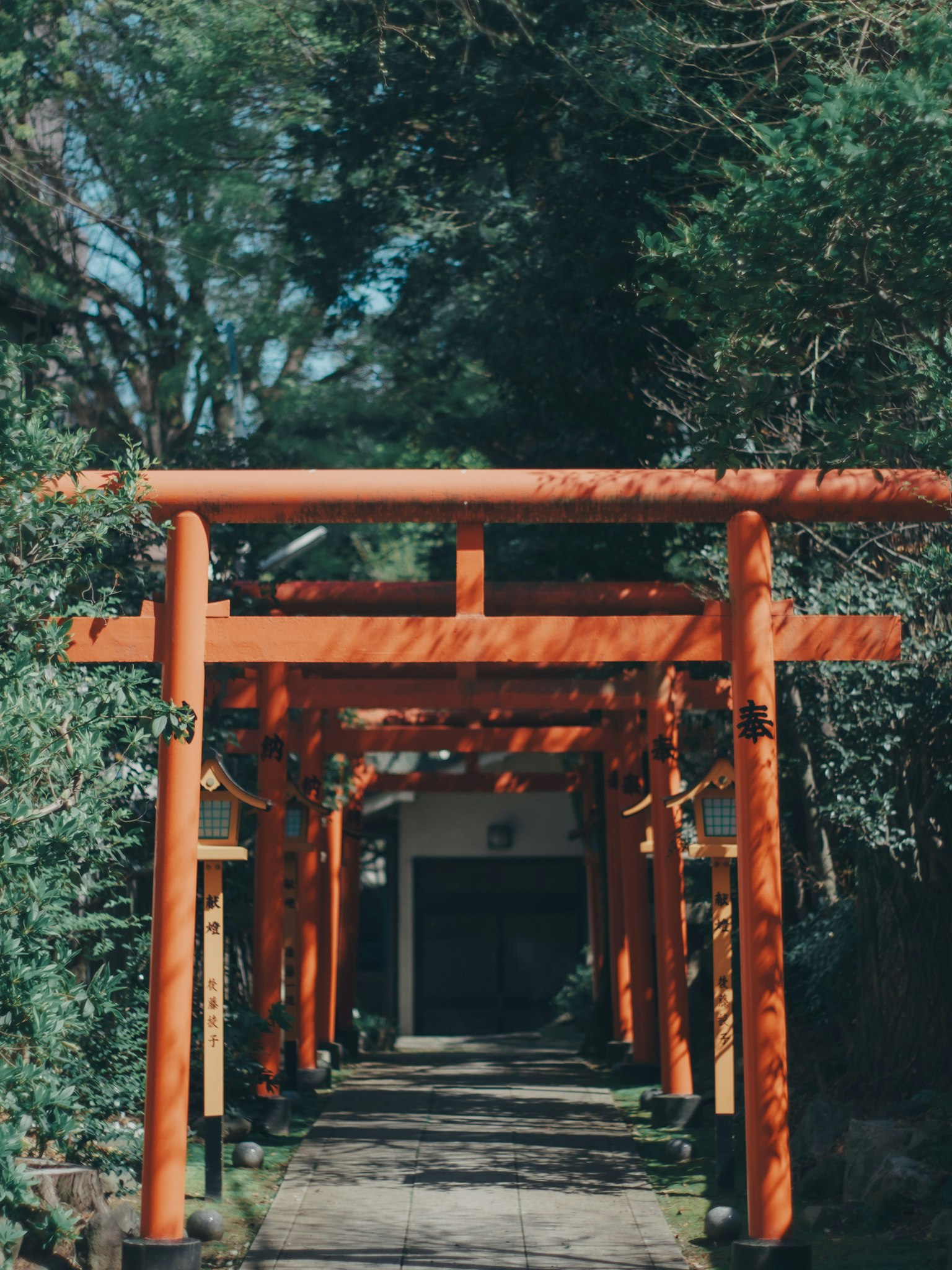 Sentiero fiancheggiato da torii arancioni circondato da vegetazione