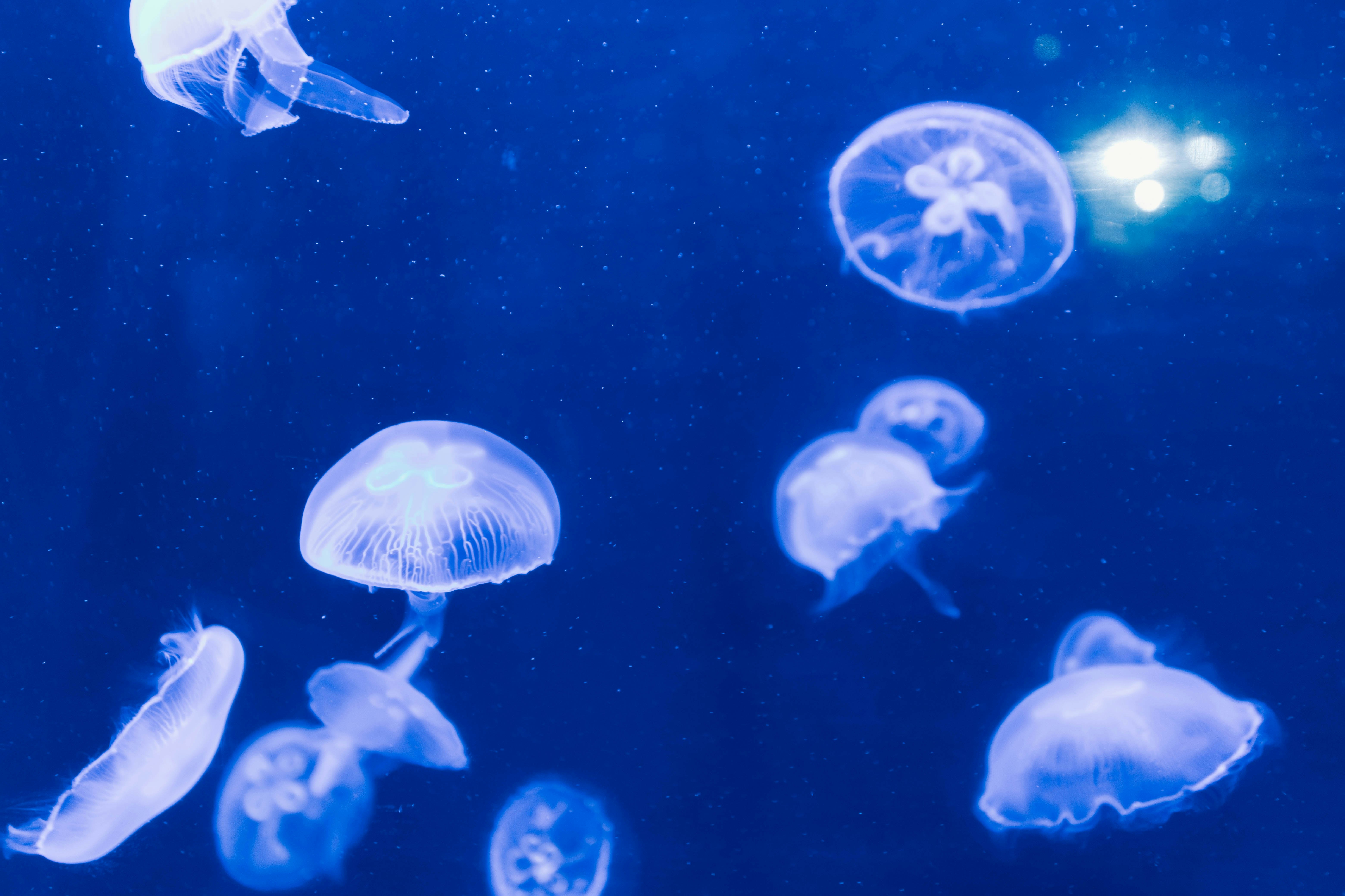 藍色水中漂浮的水母