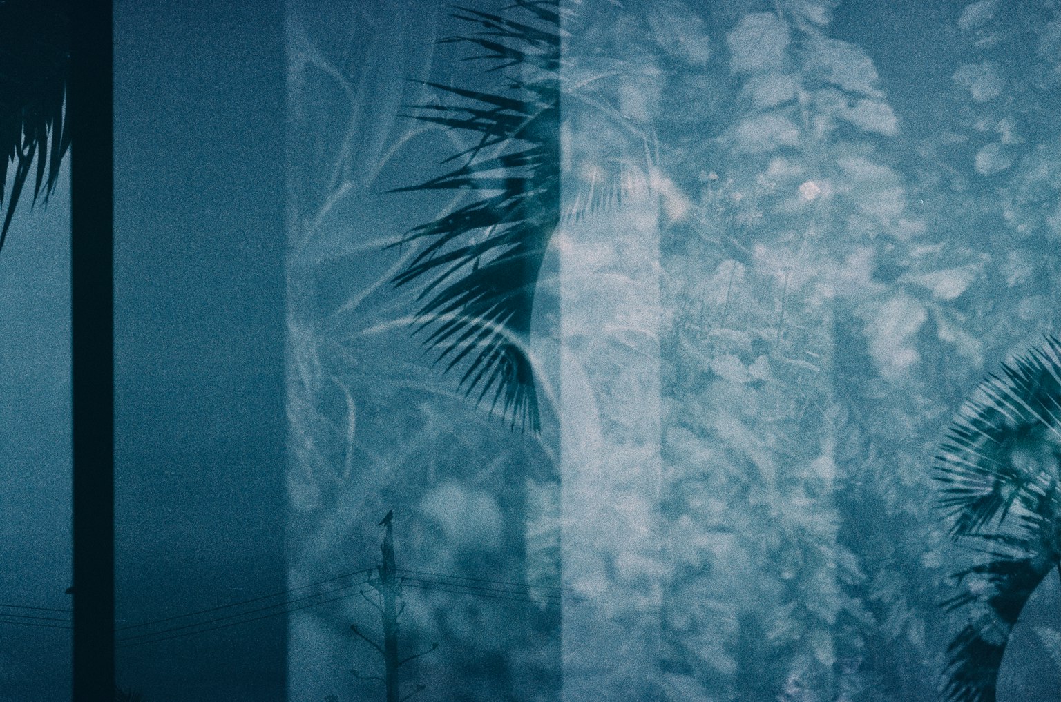 青いトーンの背景に植物の影が映る抽象的な画像