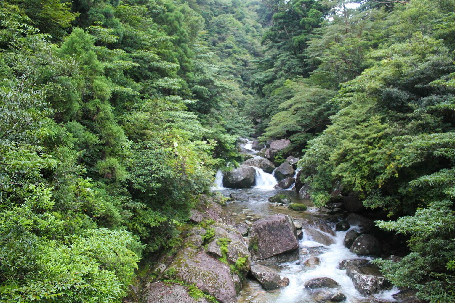 A river flowing through a lush green forest with large rocks