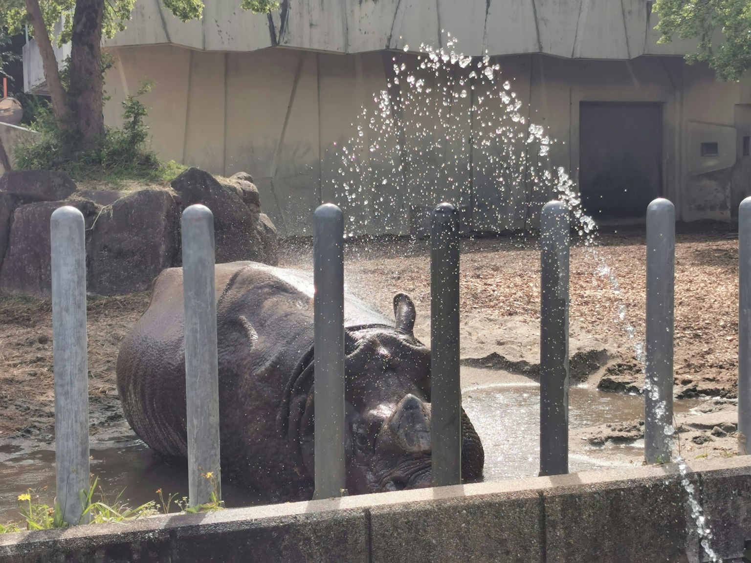 Hippopotamus yang menyemprot air dengan air mancur di latar belakang