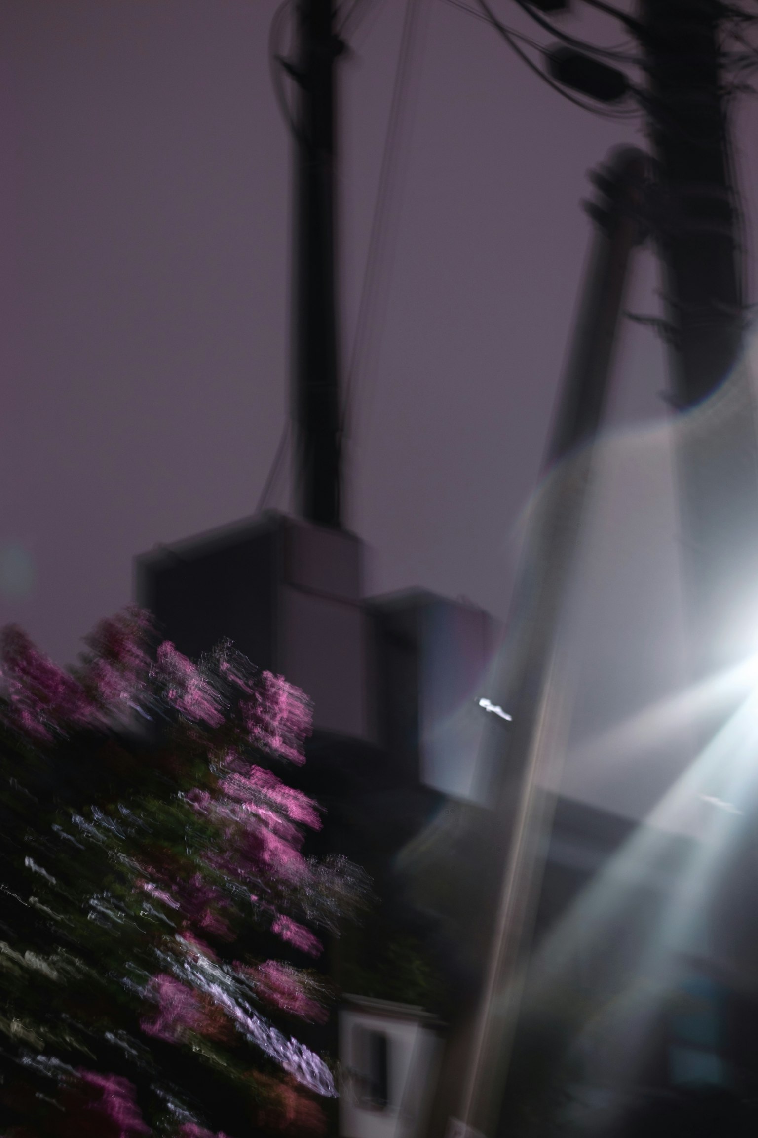 Fleurs floues et poteaux utilitaires dans un cadre sombre