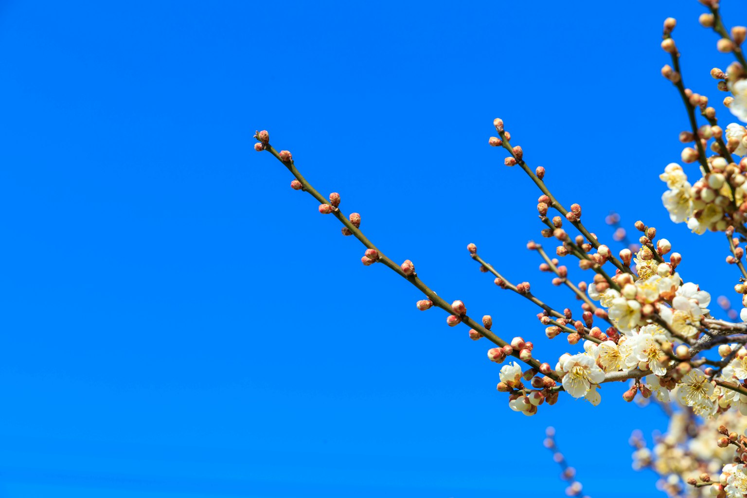 蓝天背景下的白花和花蕾的枝条