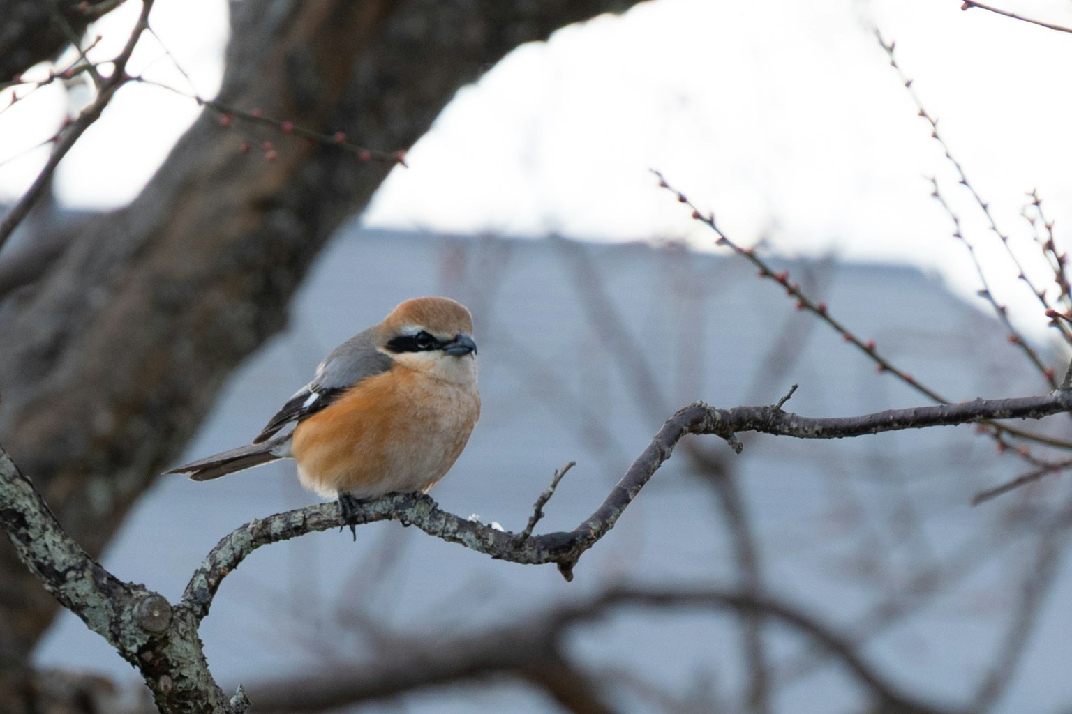 A bull-headed shrike perched on a branch of a tree
