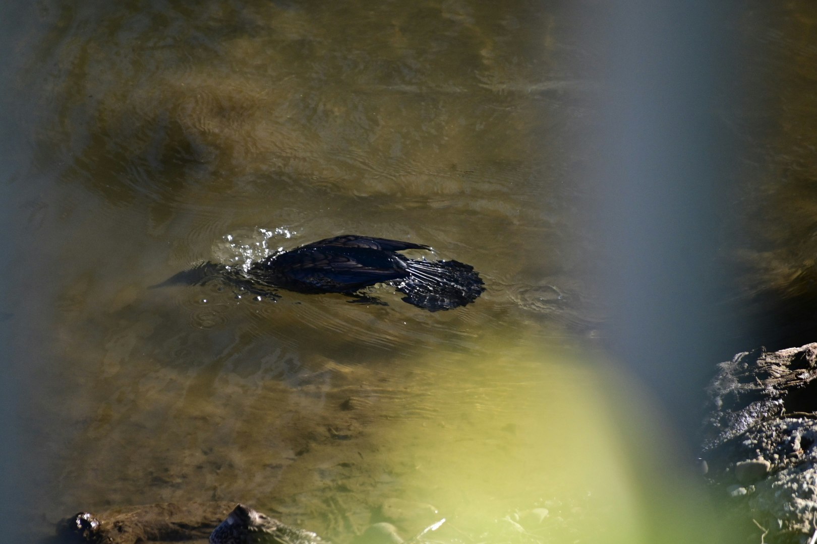 水辺で泳ぐカワウ