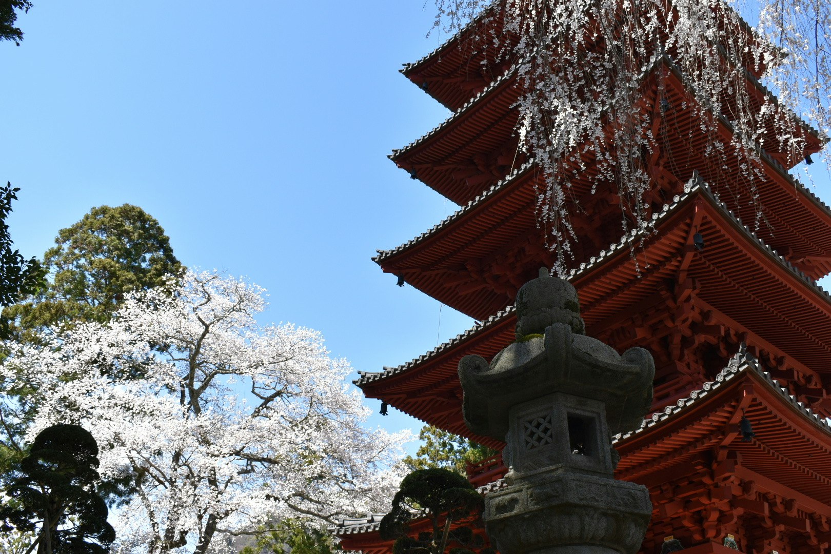 桜の花と朱色の寺院の屋根が見える春の景色