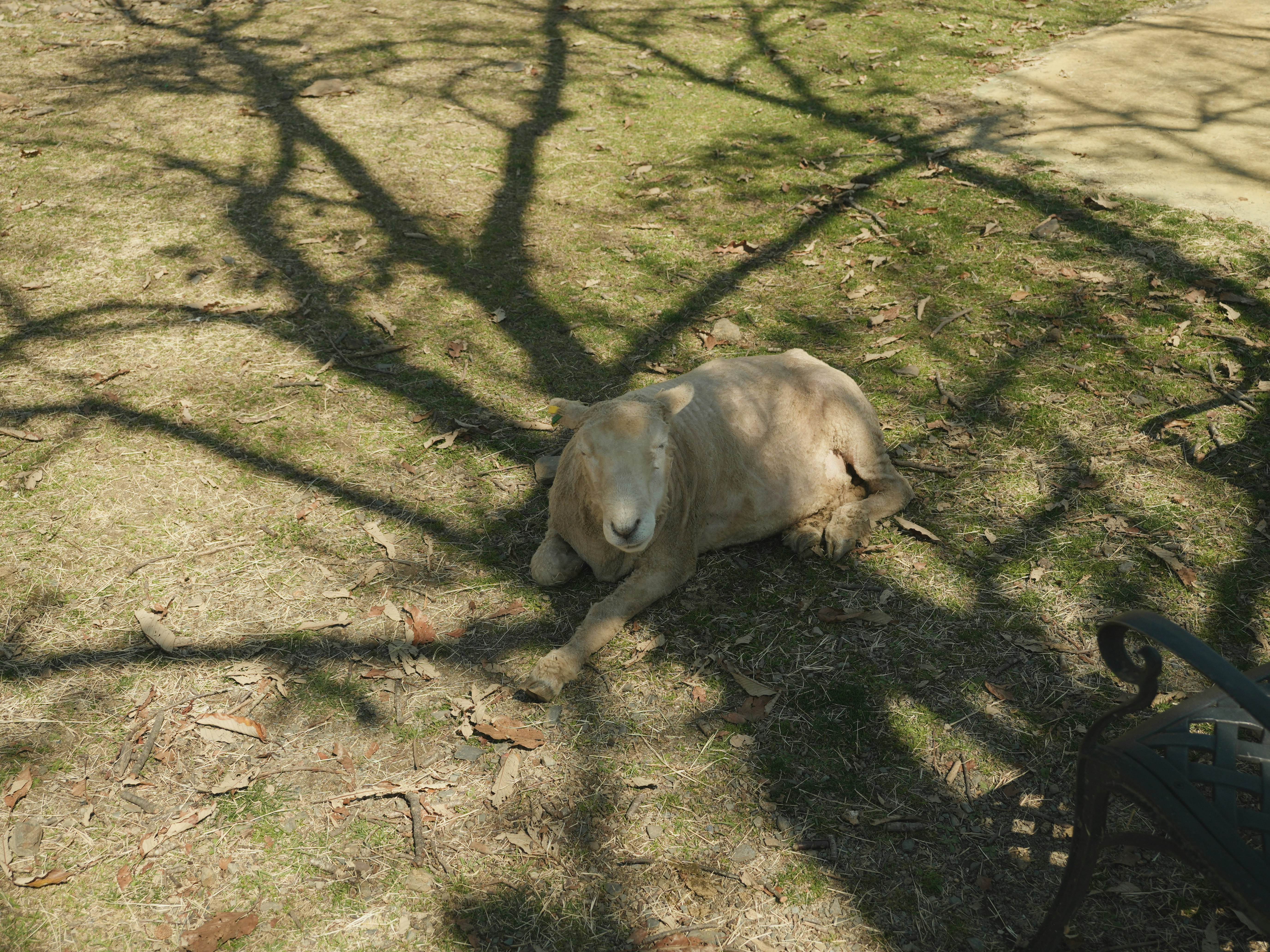 日向で寝ている犬の写真 木の影が地面に映っている