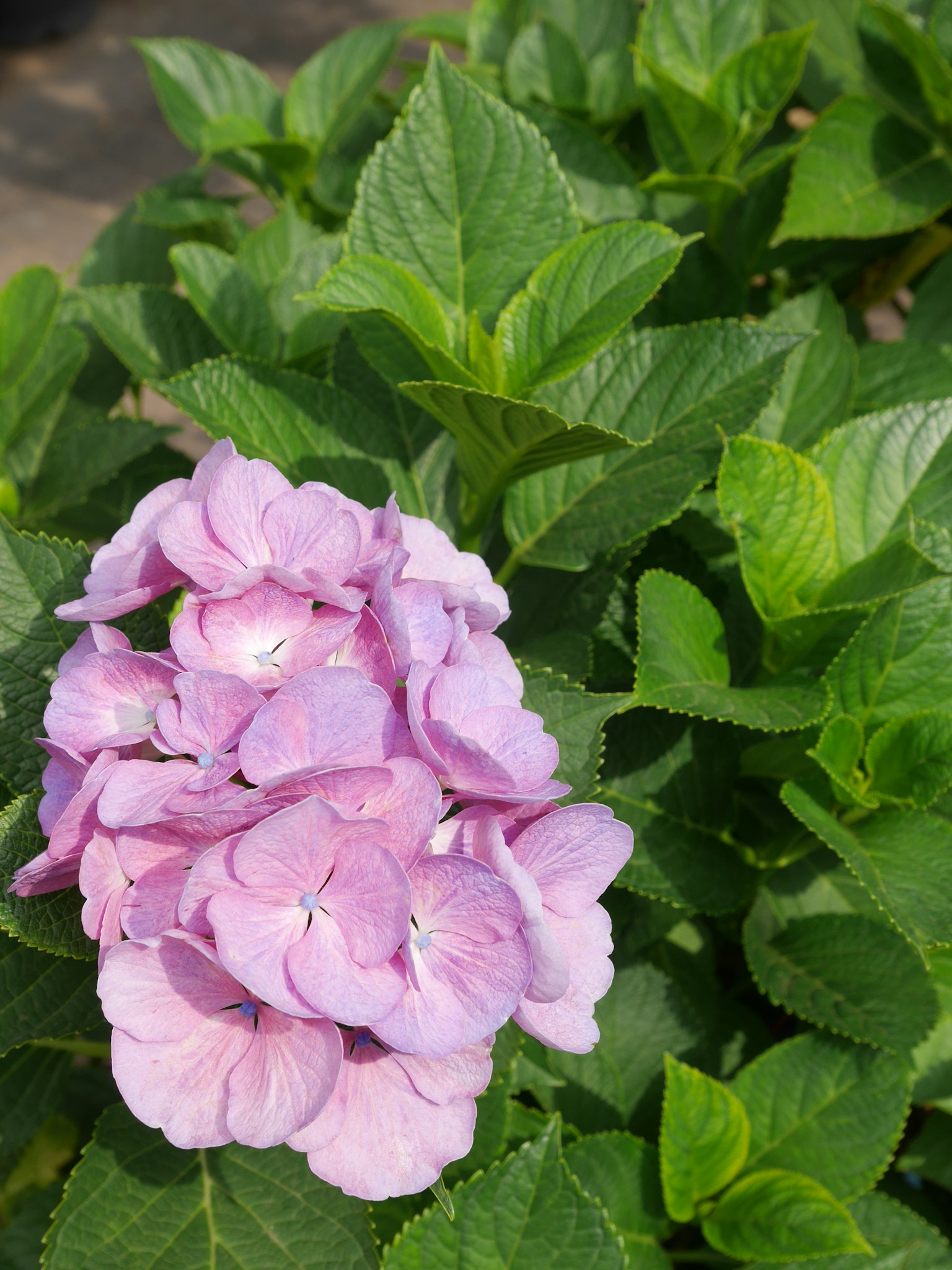 粉色绣球花被绿色叶子环绕