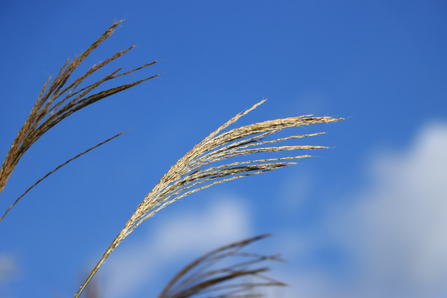 Nahaufnahme von Gras mit Ähren, die im Wind unter einem blauen Himmel wehen