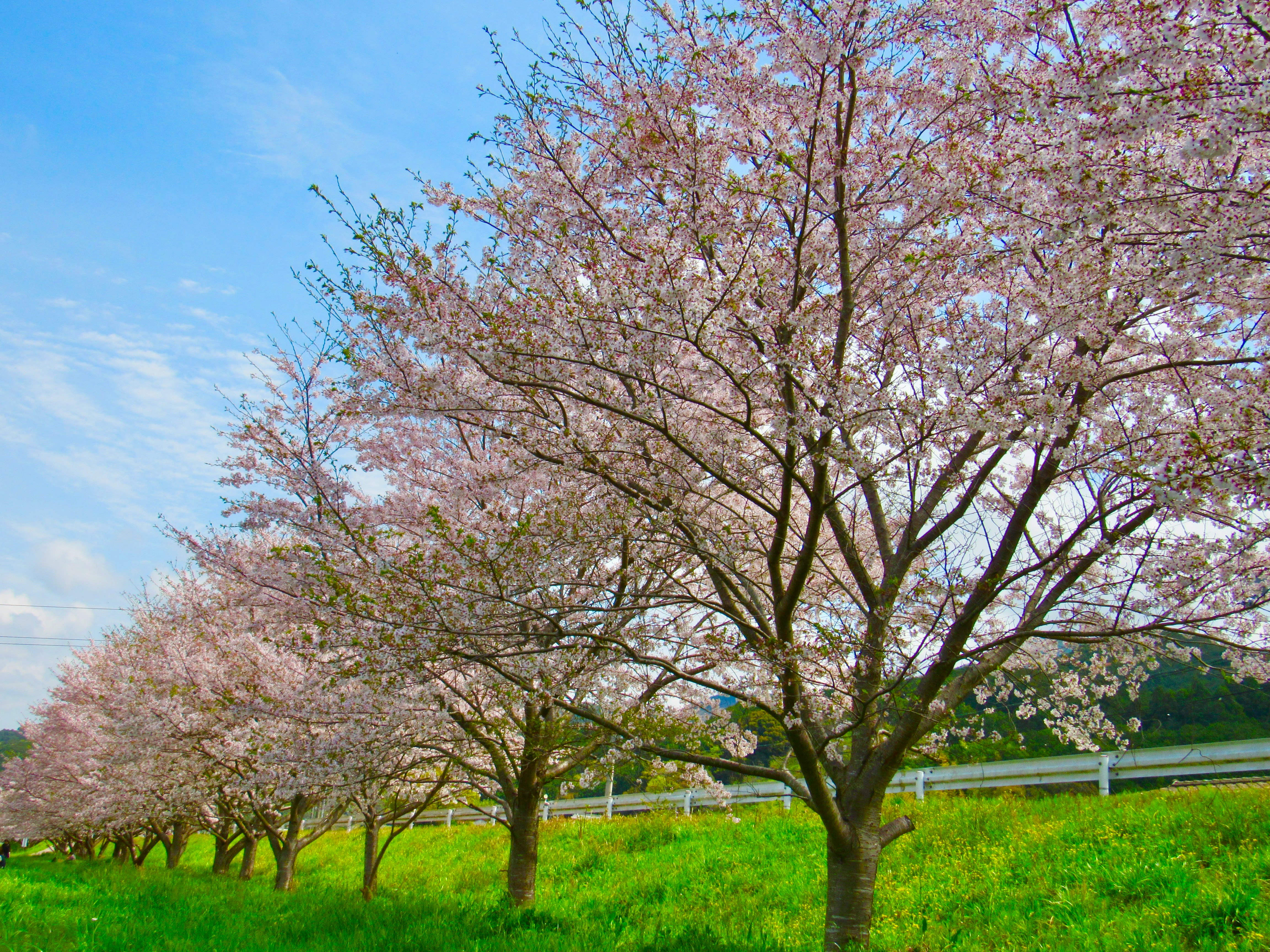 桜の並木と青空の下の緑の草地