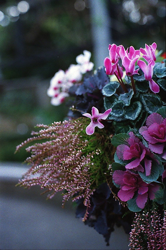 紫の花と多肉のような花束のクローズアップ