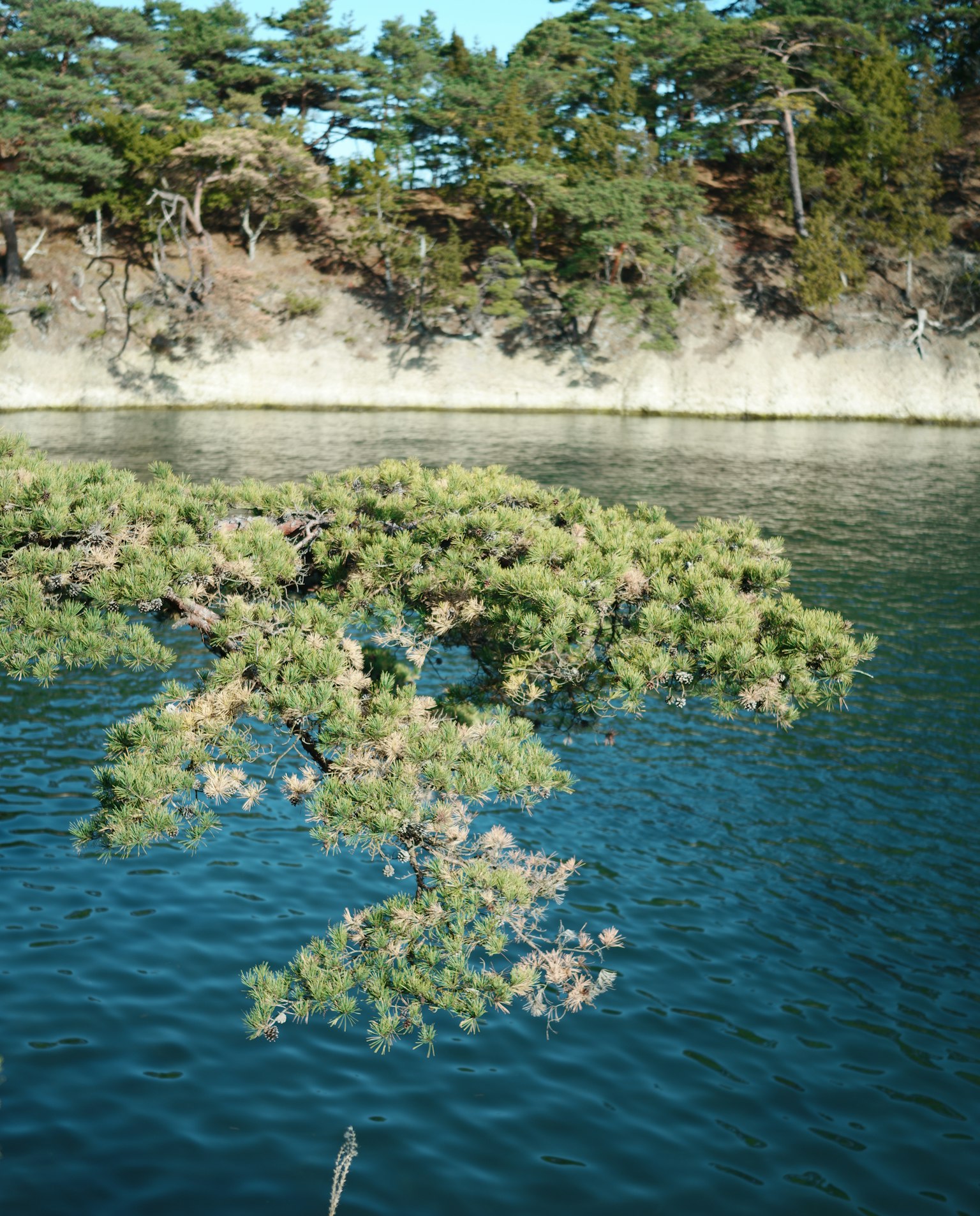 Pine tree branches over a blue water surface with a rocky background