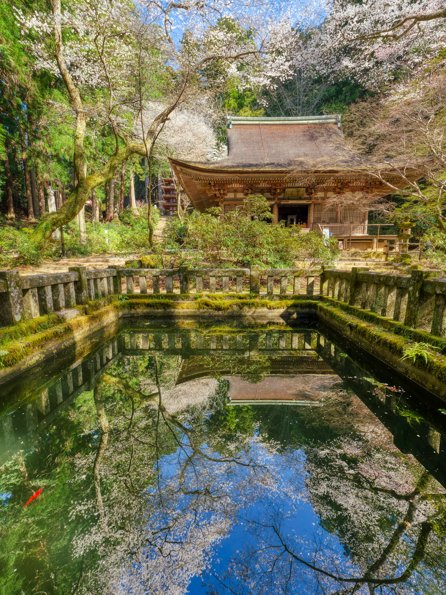 古老寺廟周圍環繞著櫻花樹和寧靜池塘的風景