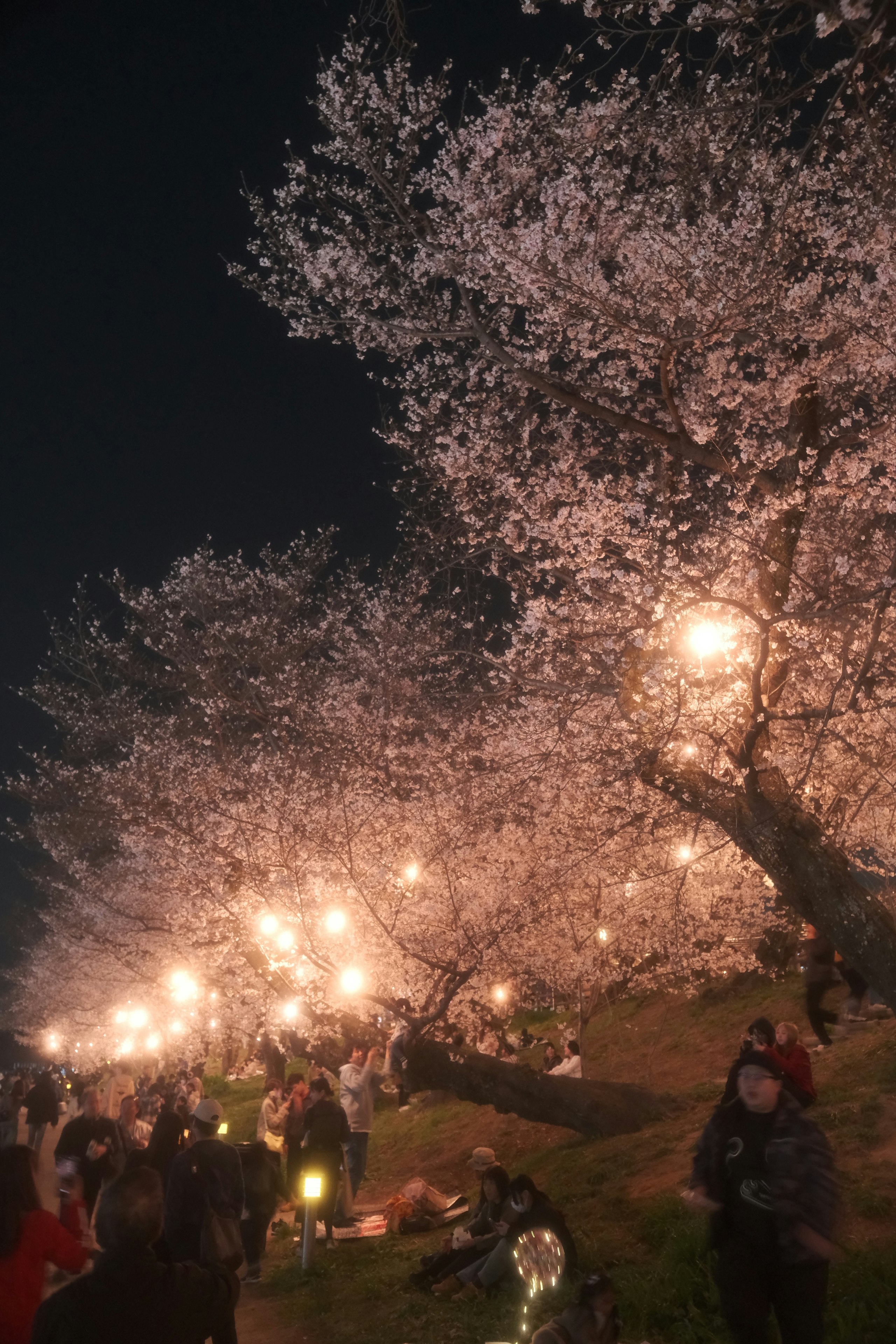 岡崎城公園の夜桜並木と提灯の灯り