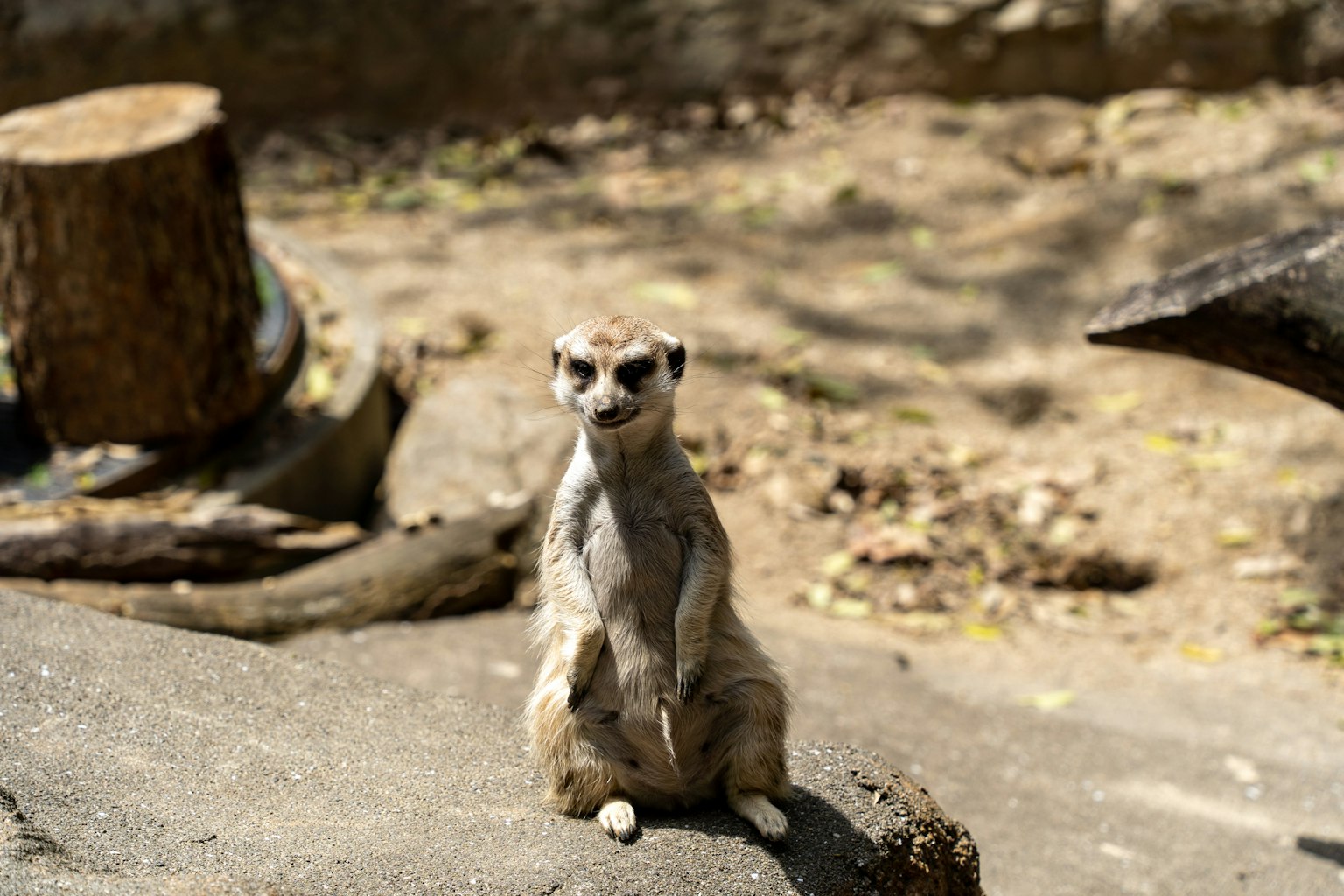 Suricata in piedi su una roccia con un tronco e uno sfondo naturale