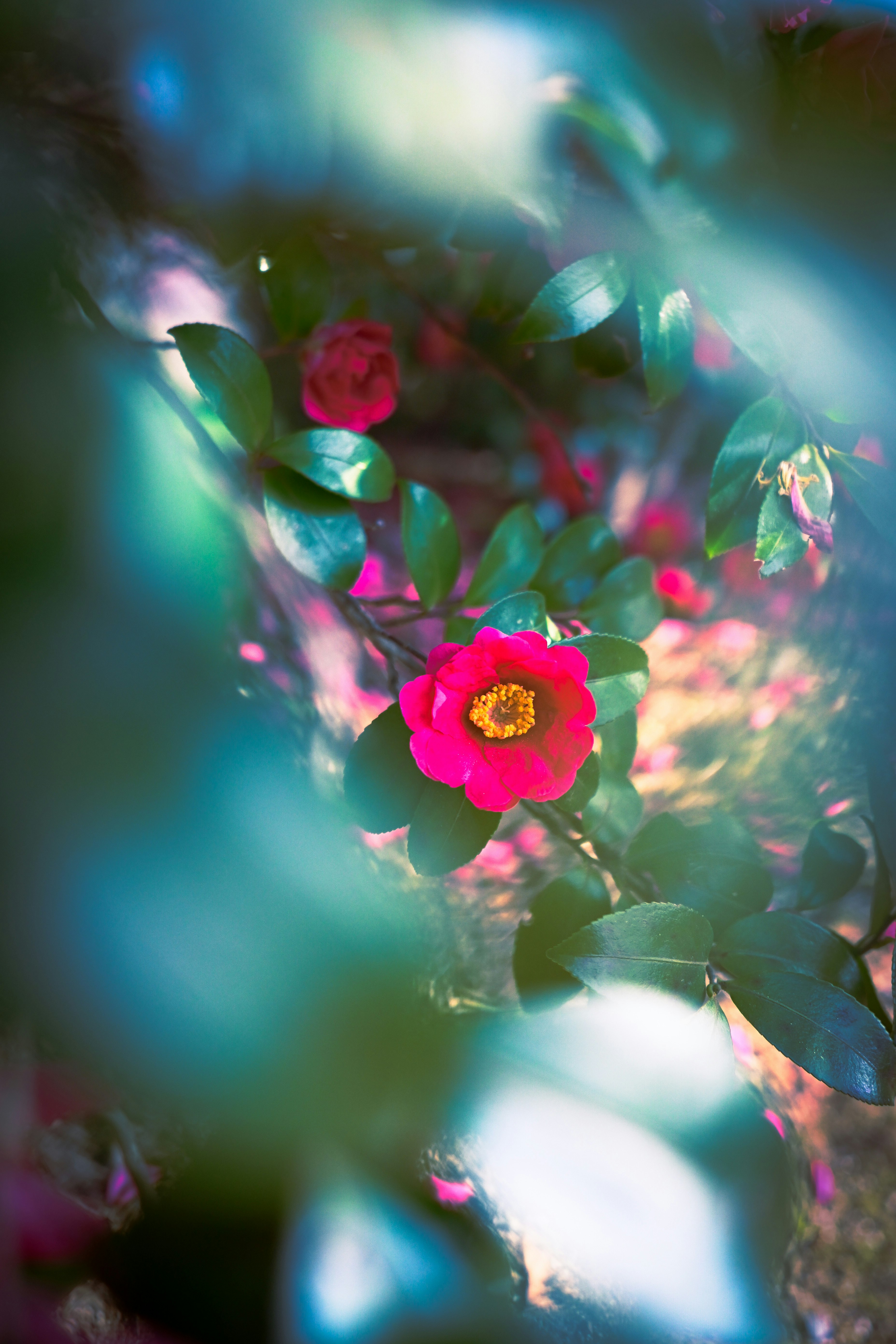 サザンカの花と光の揺らぎが重なる奥行きのある花景色