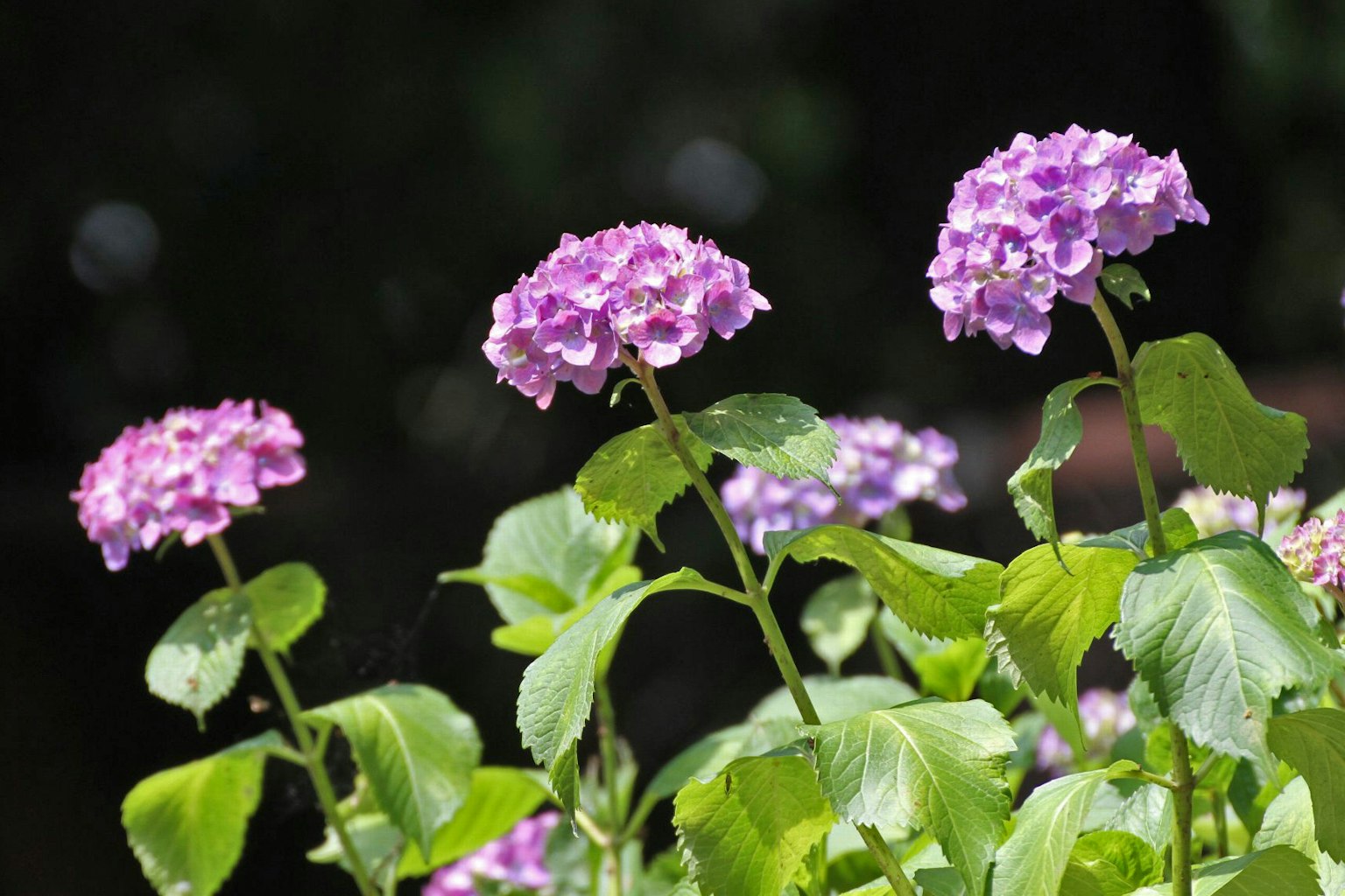 Bunte Hortensienblüten blühen in einem Garten