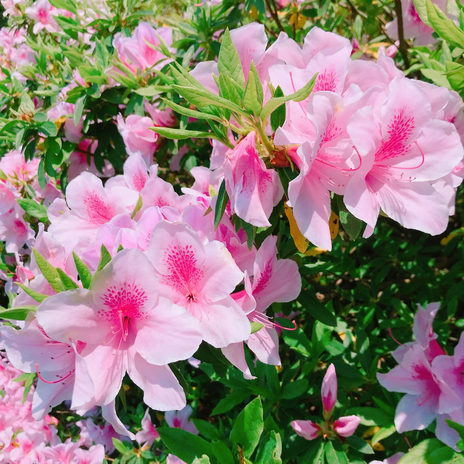 生機勃勃的粉色杜鵑花在郁郁蔥蔥的花園中盛開