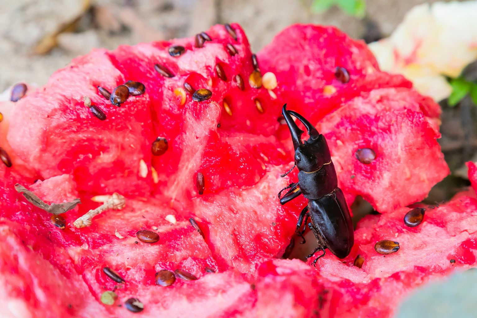 Seekor serangga hitam di atas sepotong semangka