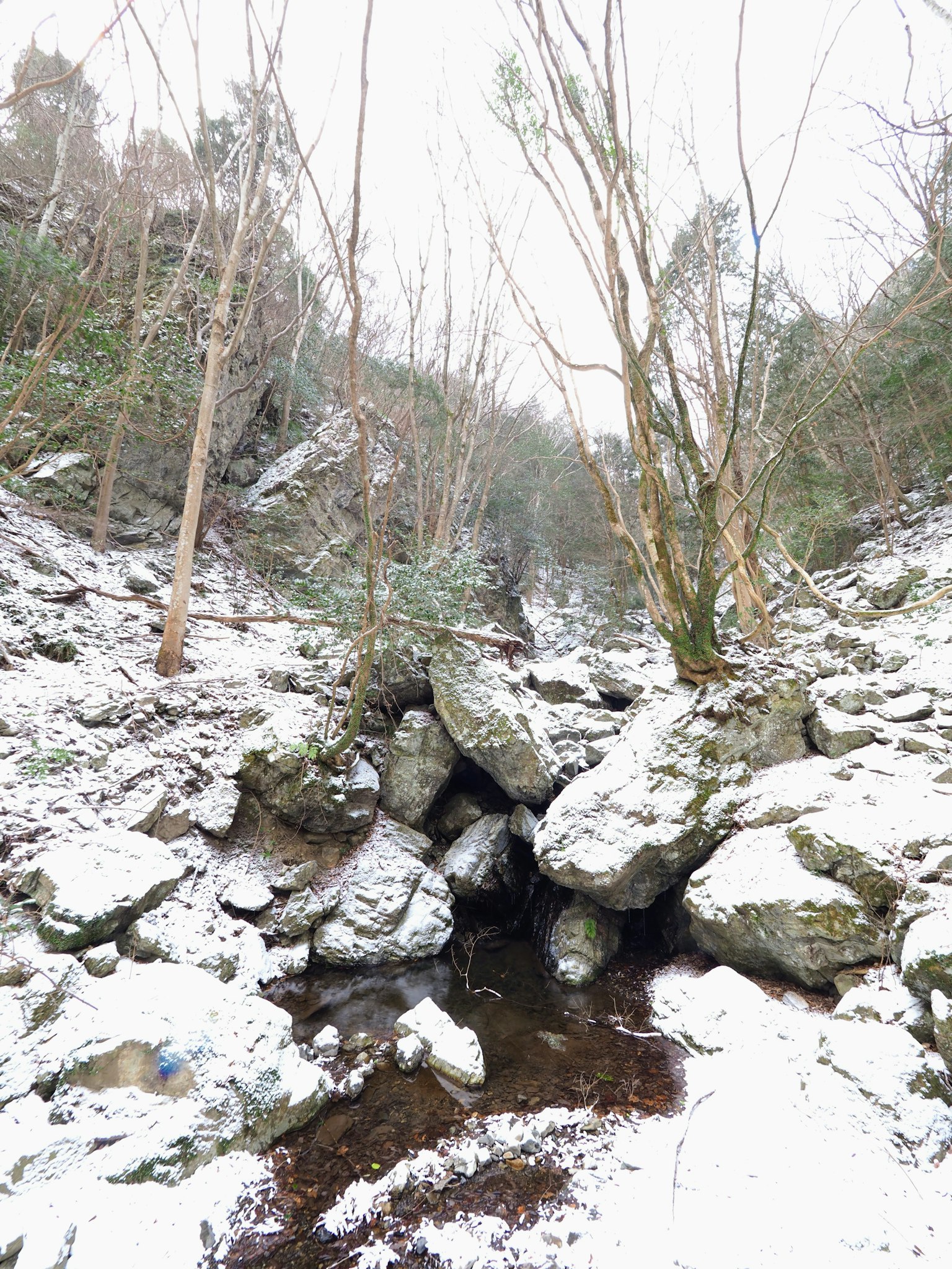 被雪覆蓋的岩石景觀和山谷中的樹木