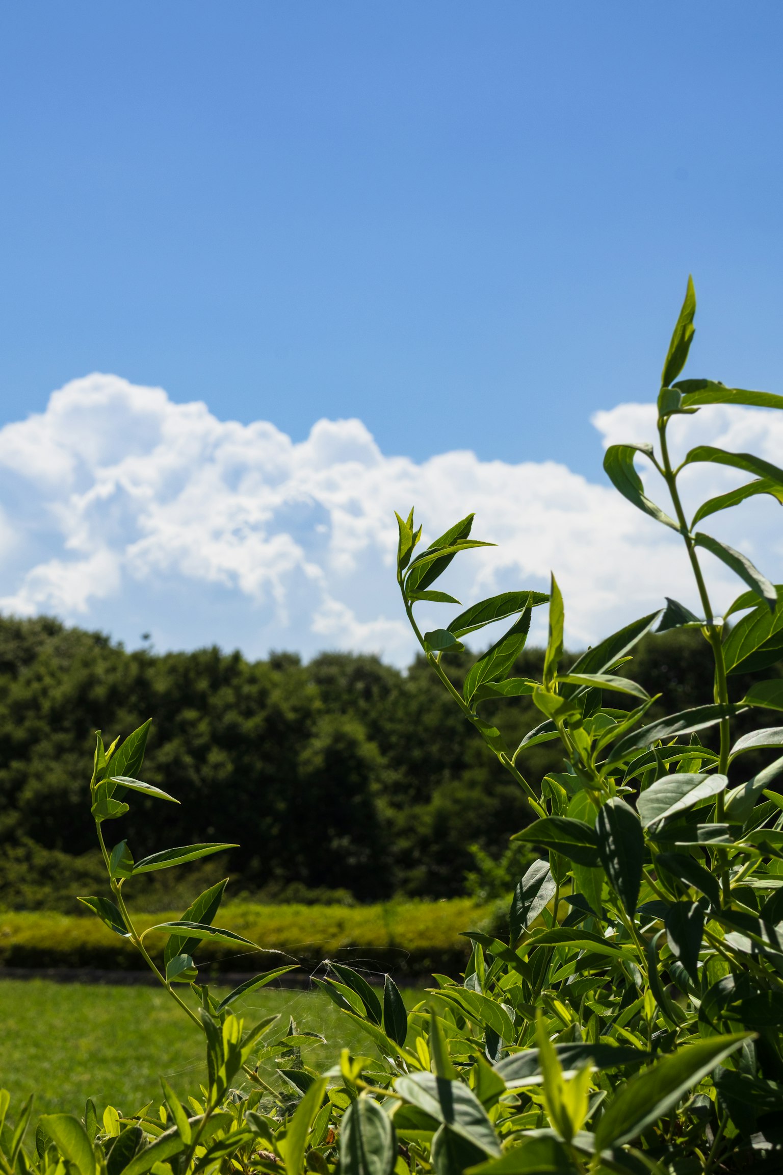 Landscape featuring green plants under a blue sky with clouds
