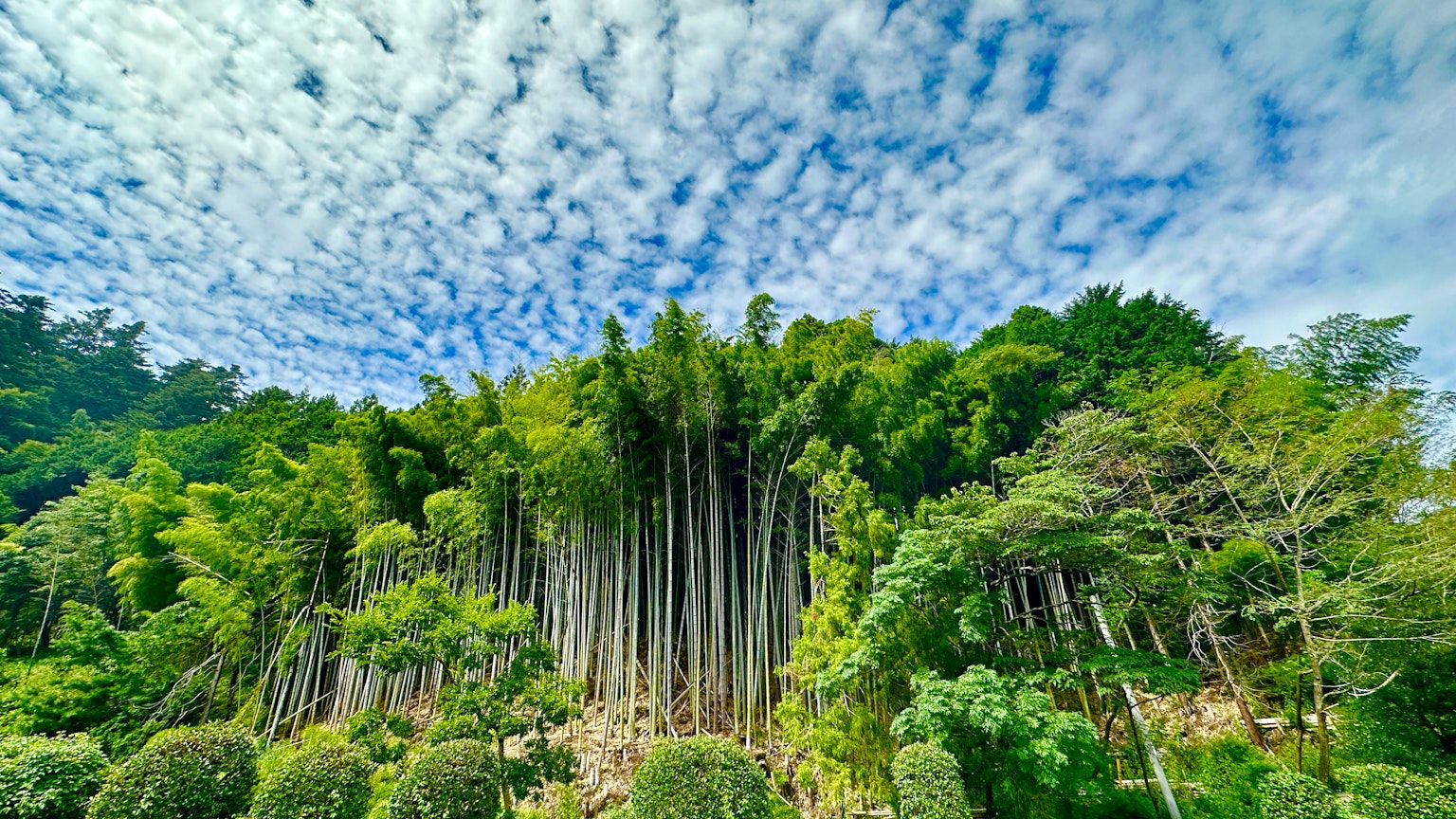 竹林和藍天的照片，展示綠色樹木和白色雲彩的風景