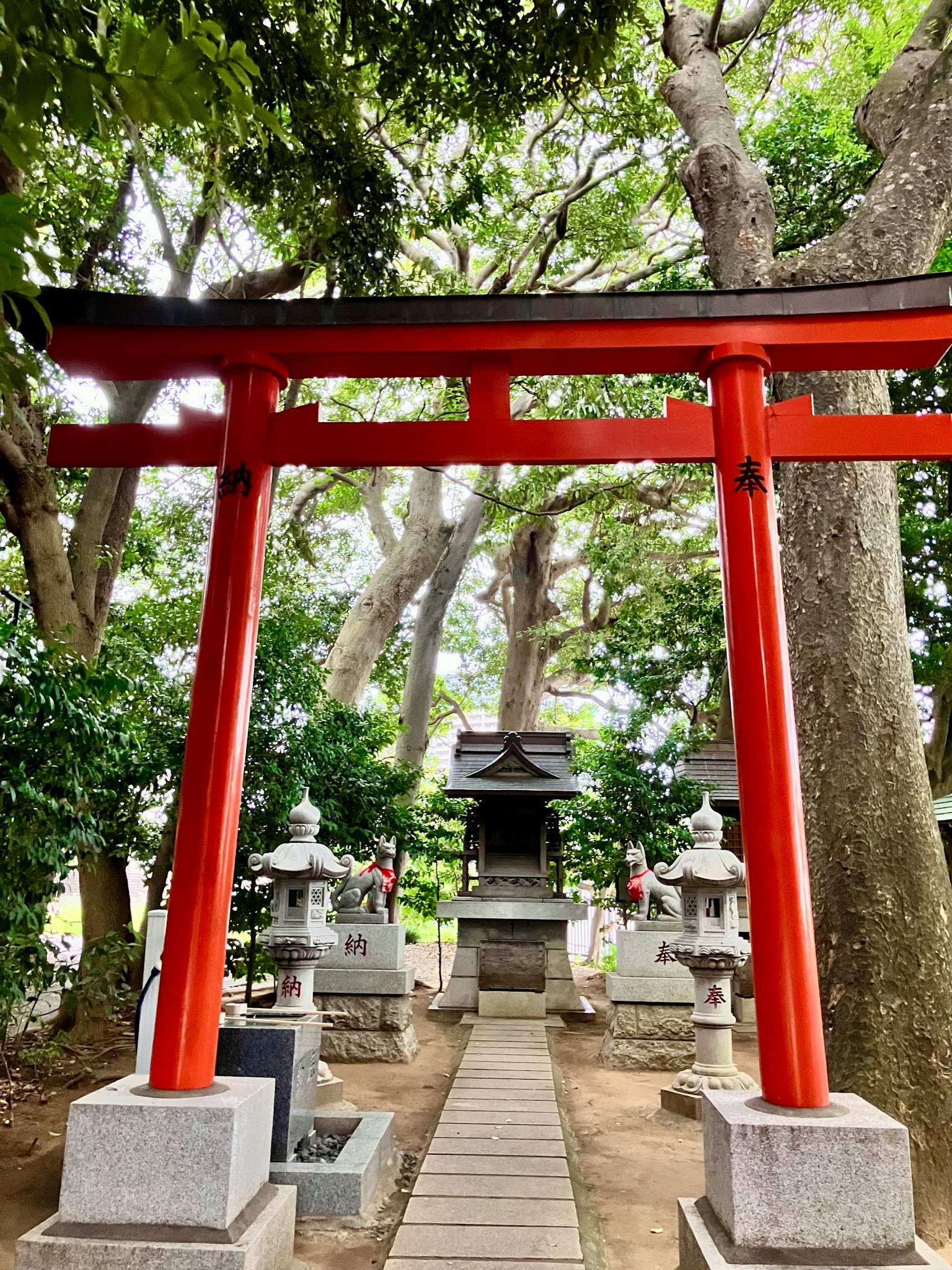Portale torii rosso che conduce a un santuario circondato da alberi verdi lanterne di pietra lungo il sentiero