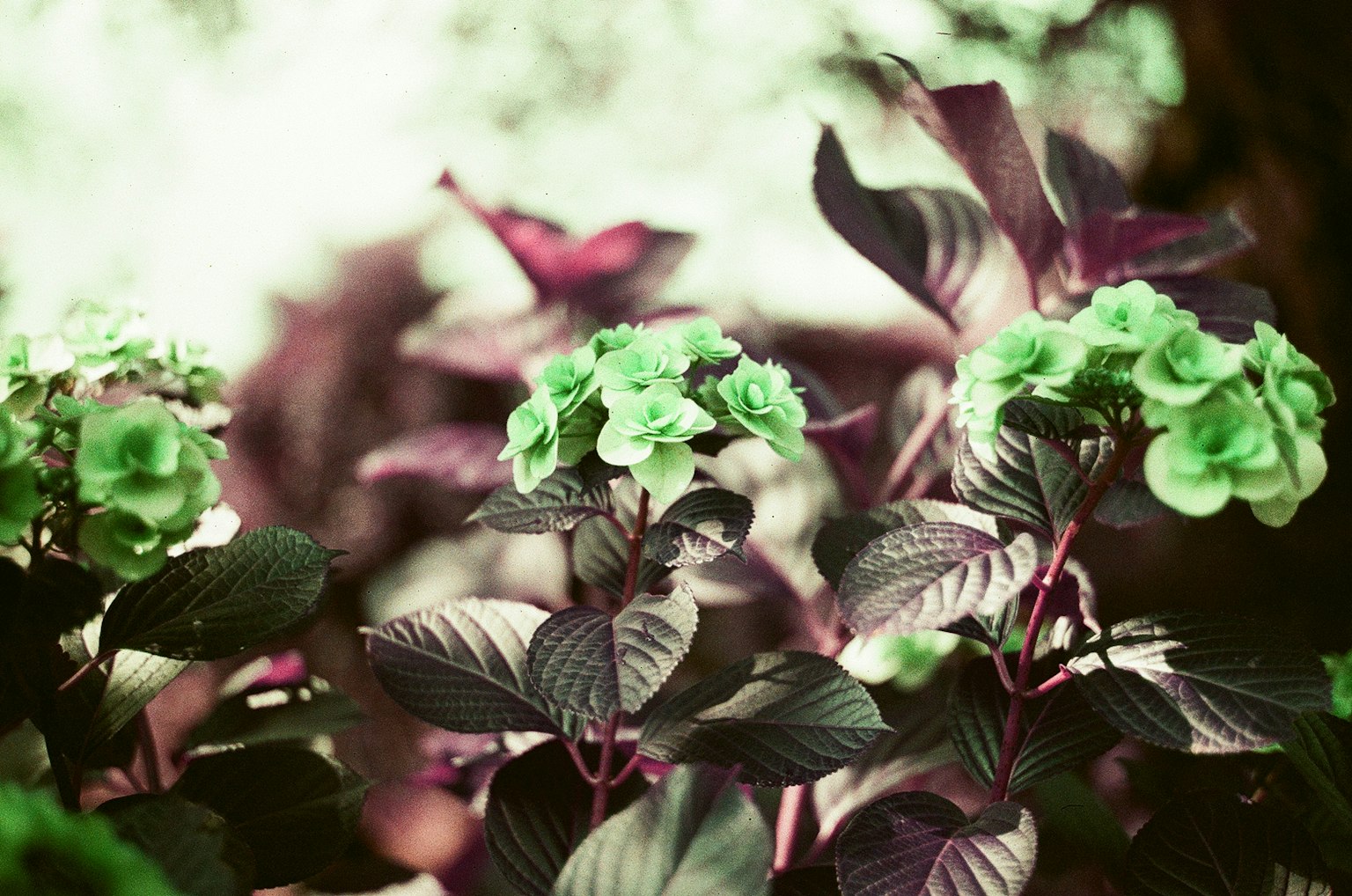 Gros plan sur des plantes avec des fleurs vertes et des feuilles violettes
